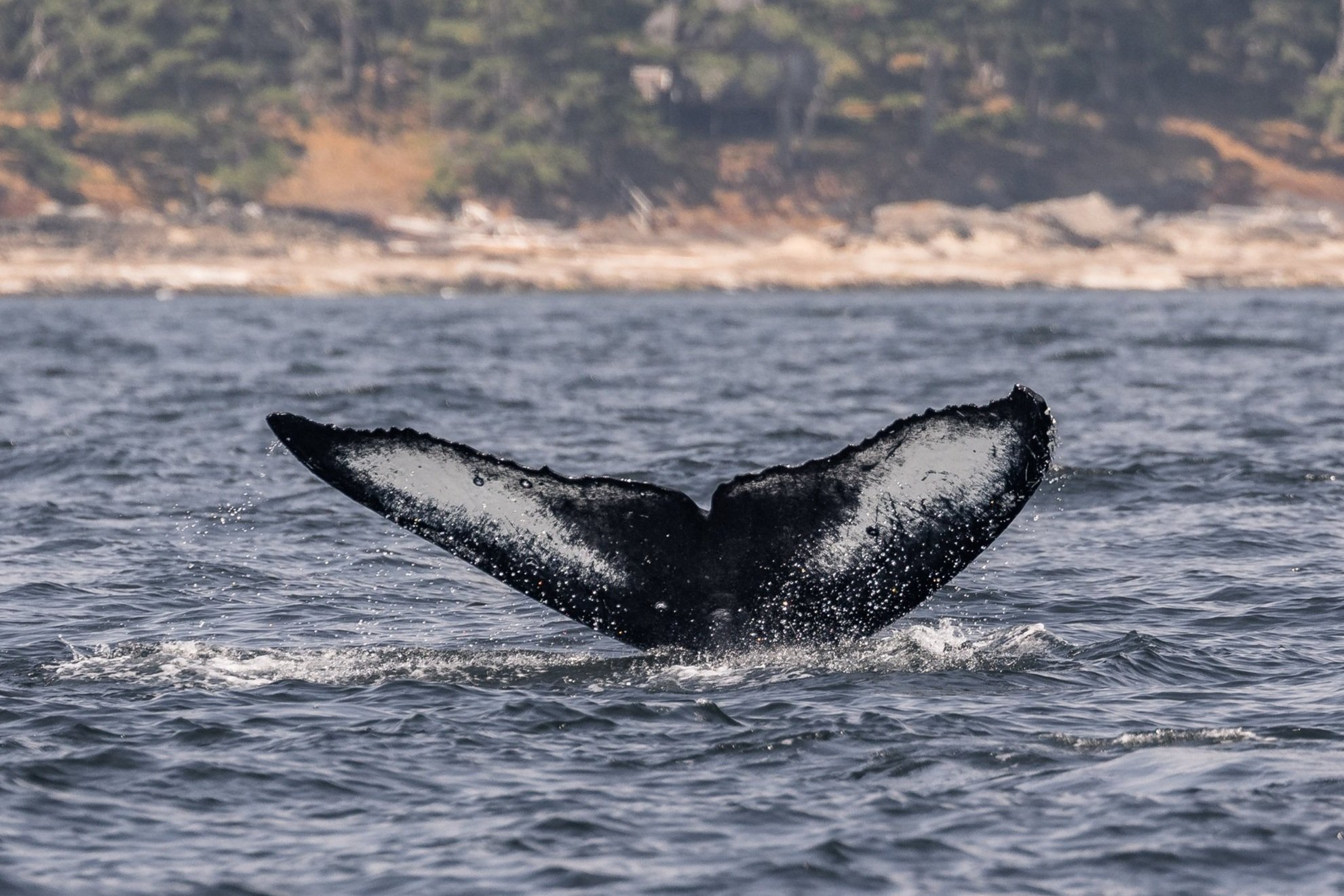 July 22, 2026, 10:30 AM - Humpbacks for all!
