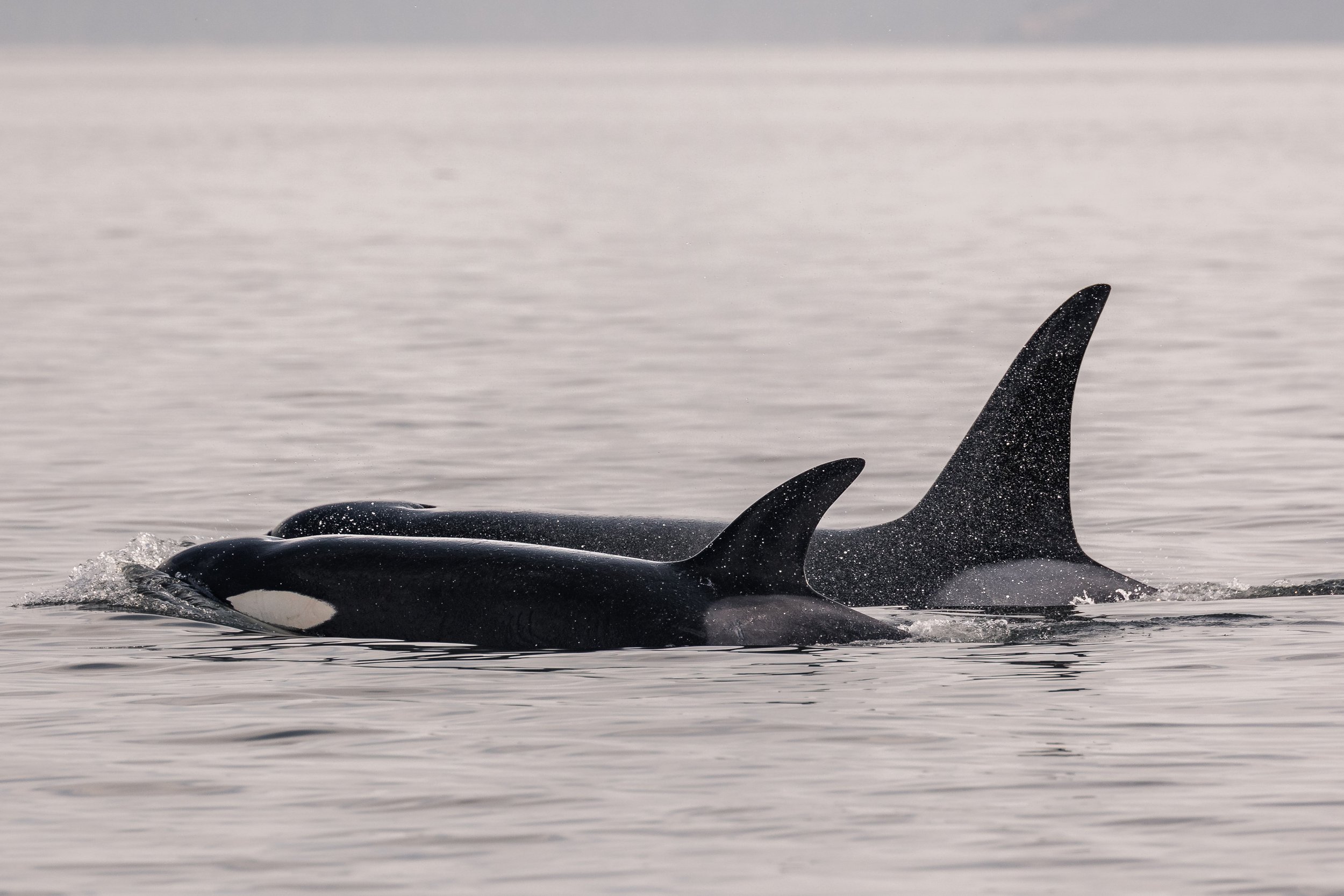 July, 22, 2026, 3:30 PM - The T077 siblings continue their adventures  (plus a handful of humpbacks too)