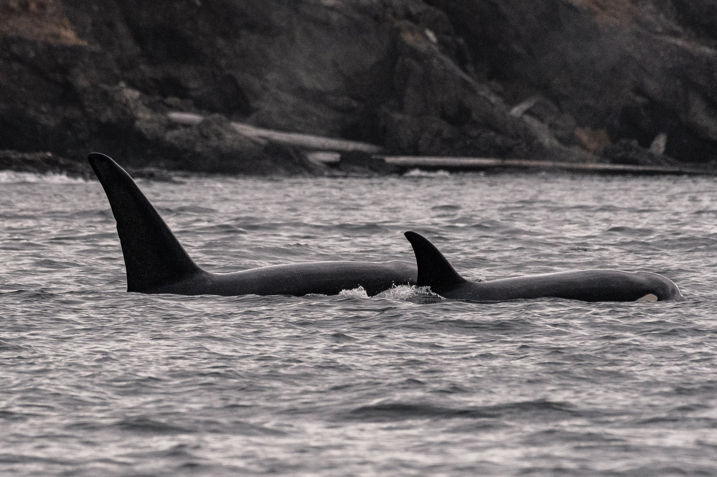 July 23, 2026, 3:30 PM - Charter - Spending time with the T100s off of Pender Island