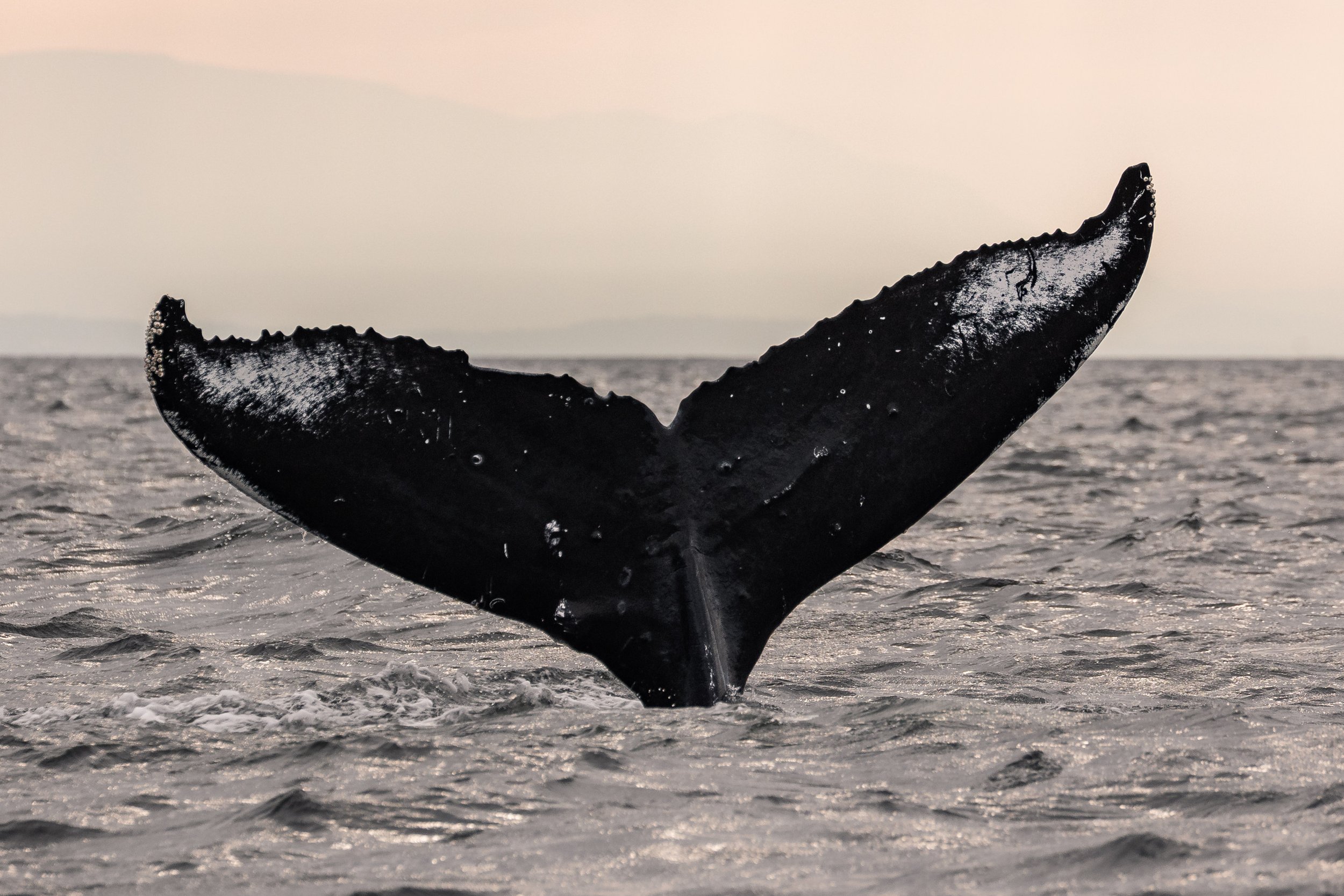 July 23, 2026, 3:30 PM - Signature Whale Watch - A Quartet of Whales near Halibut Bank