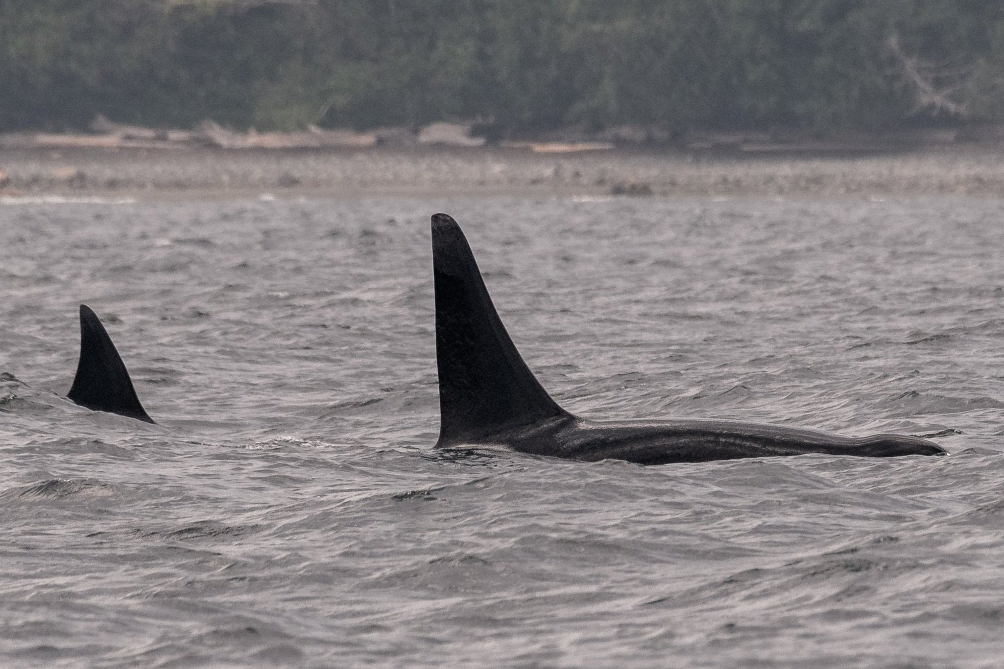 July 23, 2026, 10:30 AM - The T030 siblings continue their adventures near Nanaimo