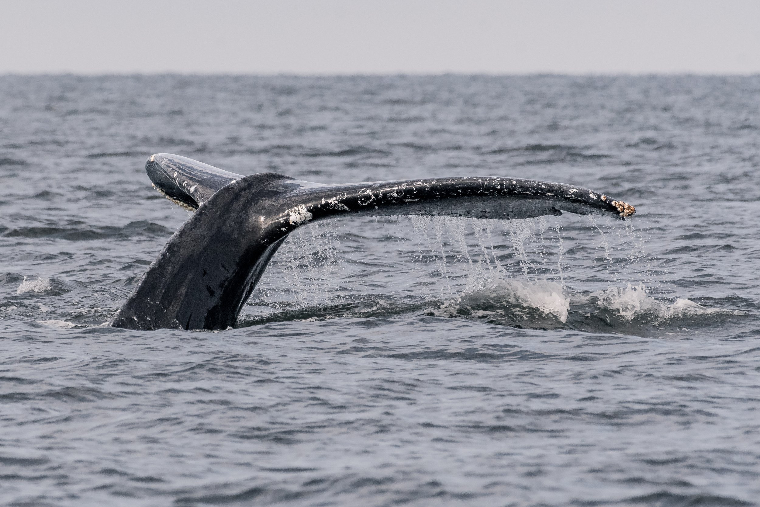 July 24, 2026, 10:30 AM - Associations of the Humpback kind