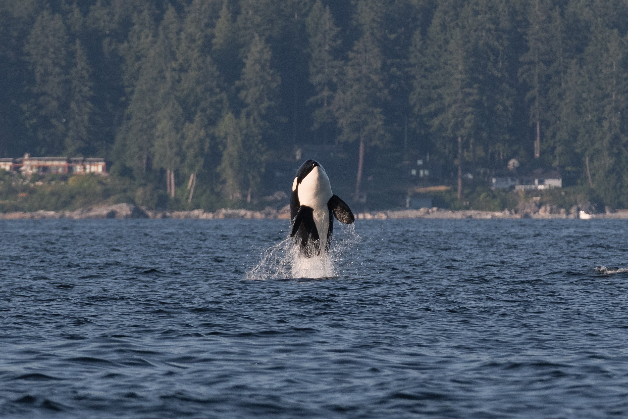 July 24, 2026, 3:30 PM - Humpbacks at Halibut and and T-Party on the Sunshine Coast. 