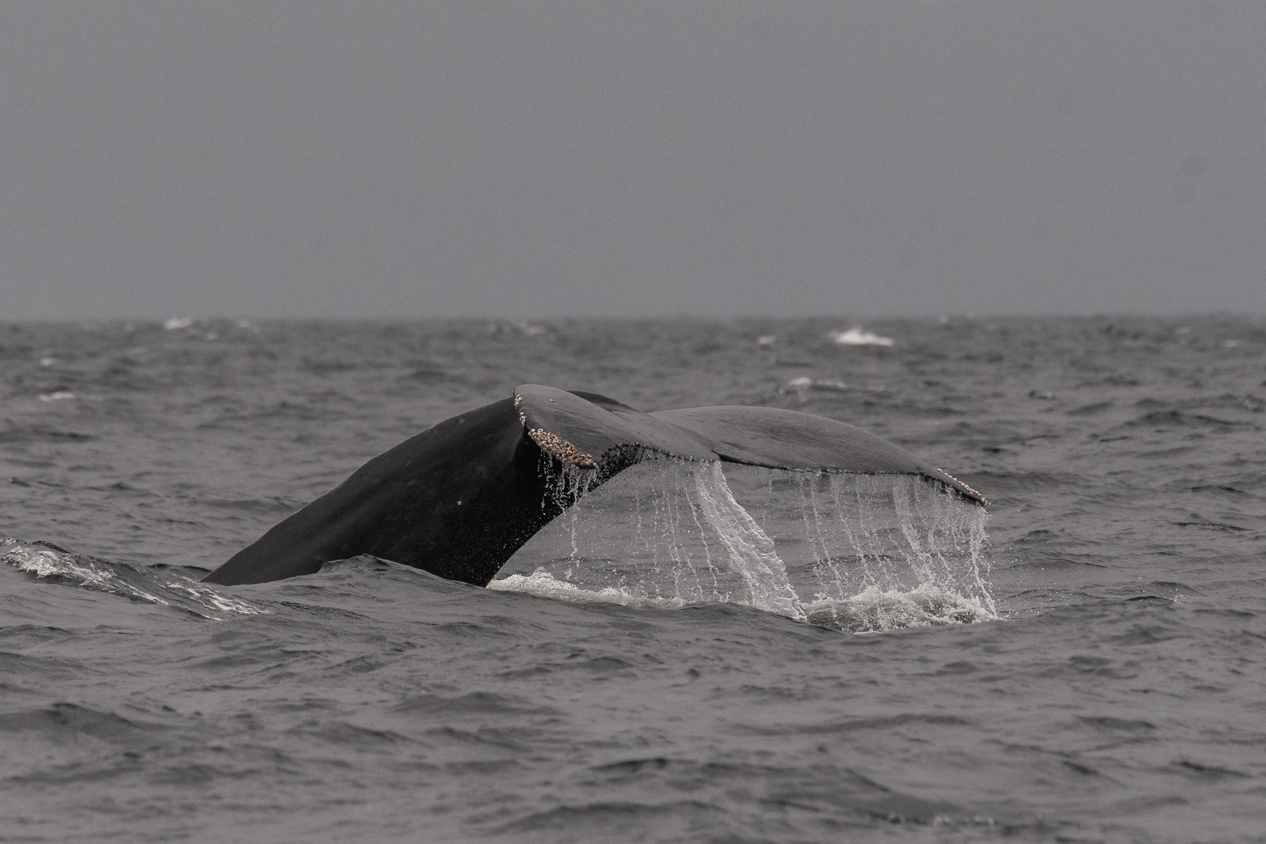 July 25, 2025, Semi-Covered Boat - Humpback Whales in the Waves 🌊