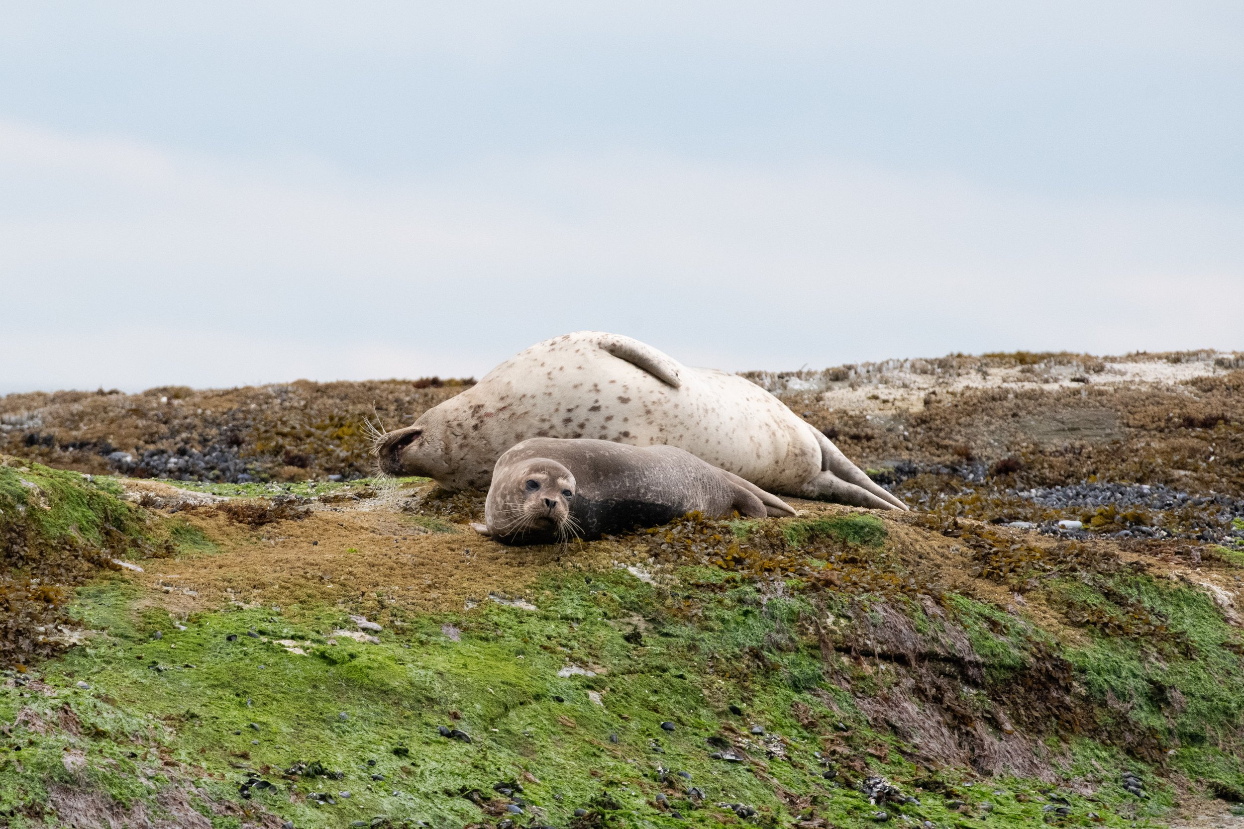 July 25, 2026, Open Boat - Spending time with Pinnipeds throughout the Salish Sea