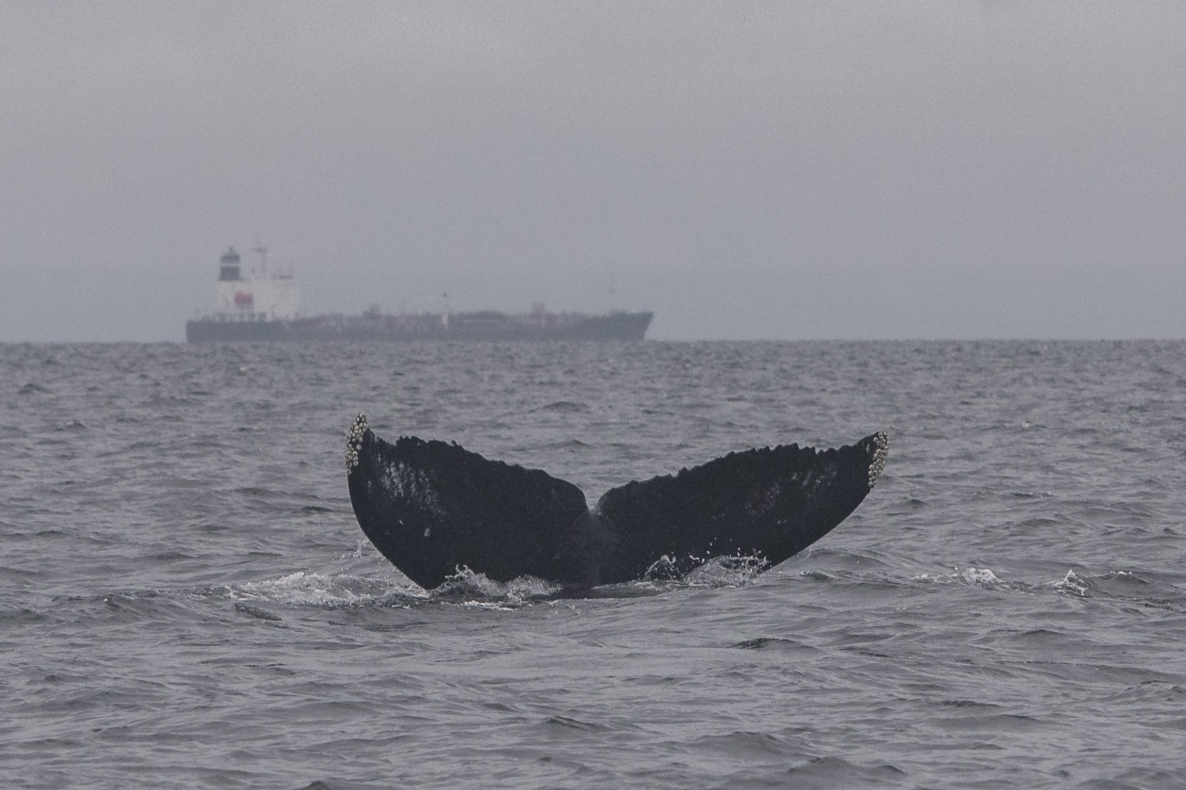 July 26, 2026, 10:30 AM - A Whole Lotta Humpbacks in the Strait of Georgia 