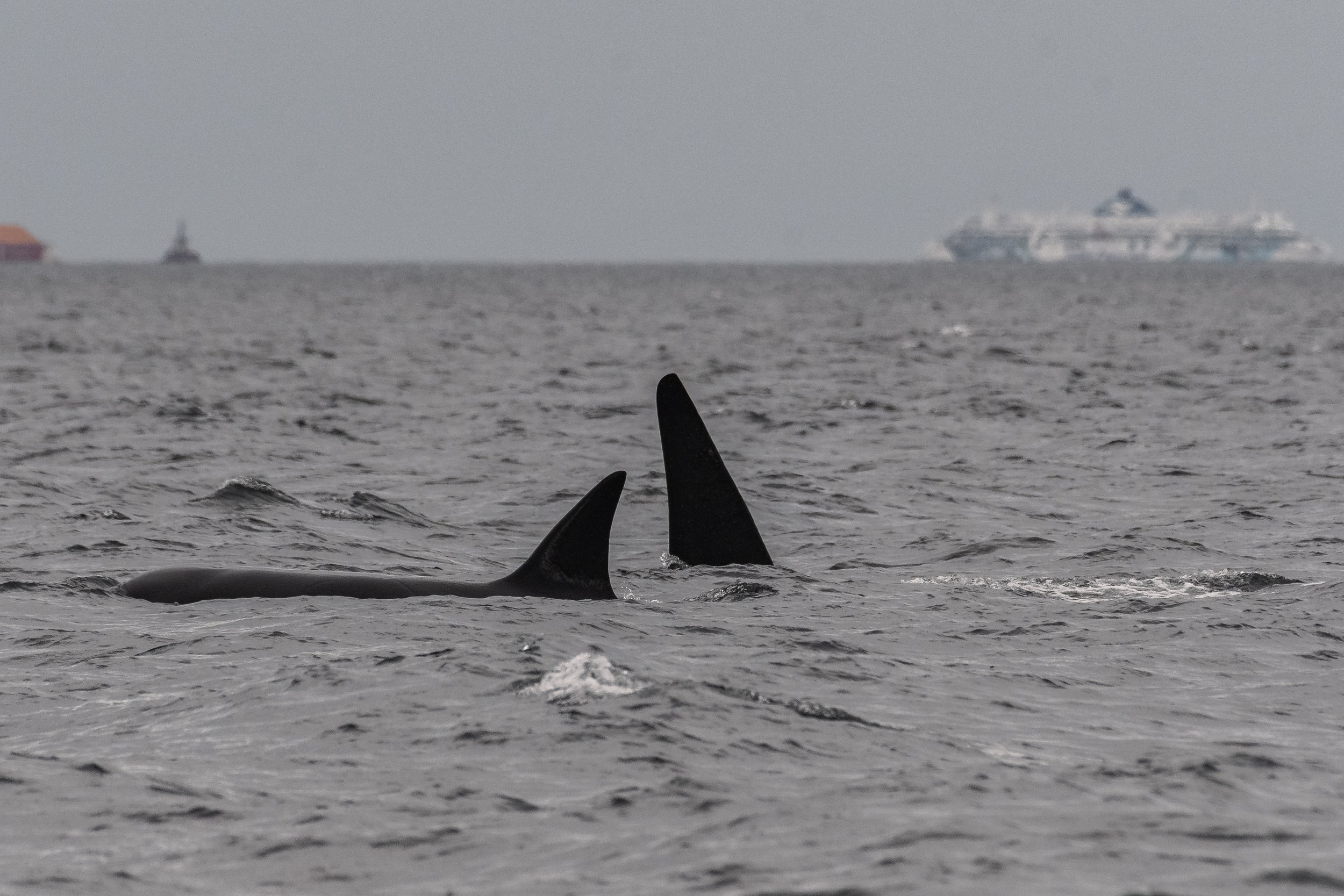 July 26, 2026, 2:00 PM Charter/ 3:30 PM - A double species afternoon