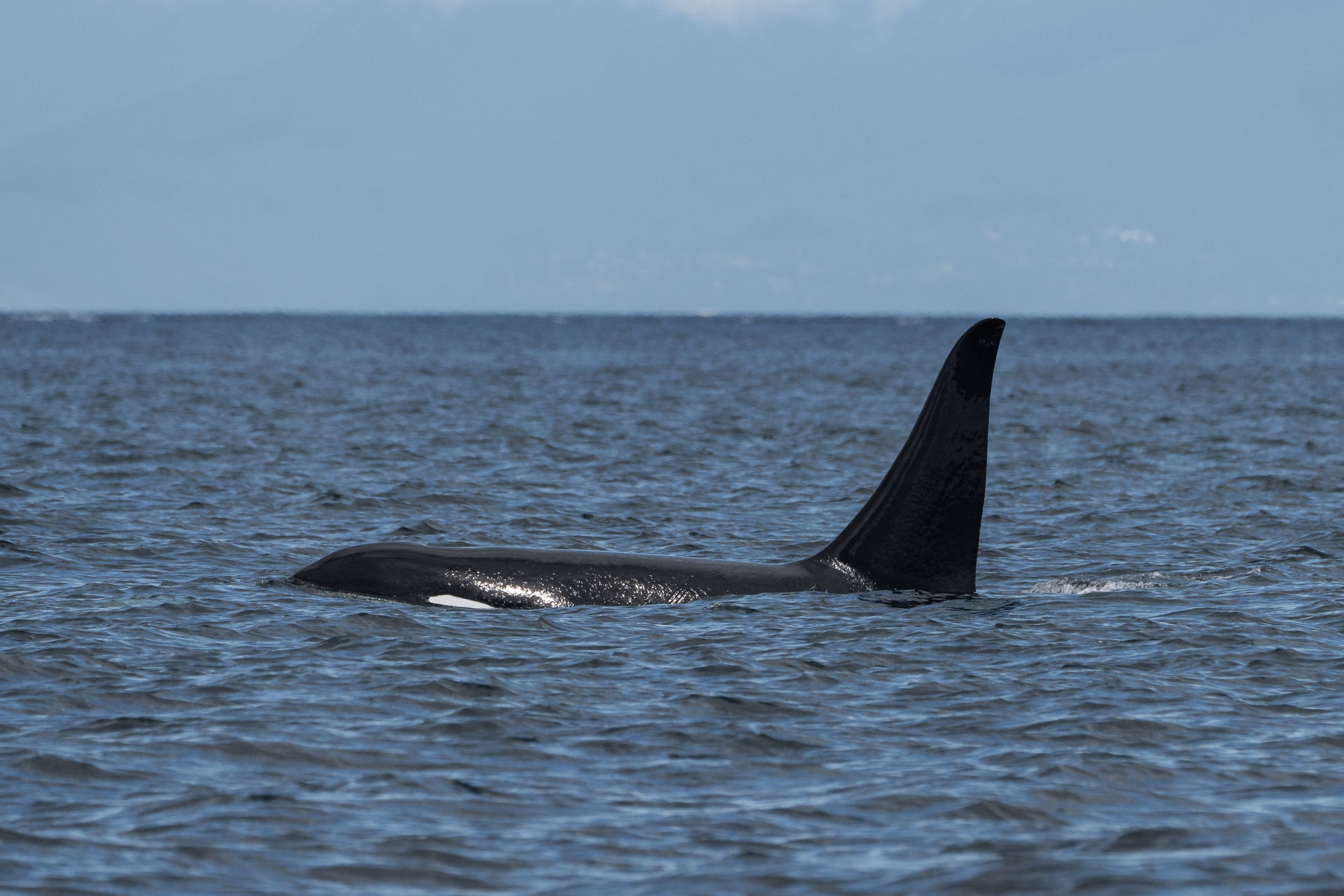 July 28, 2026, 10:30 AM - Spending time with Double Species near Active Pass