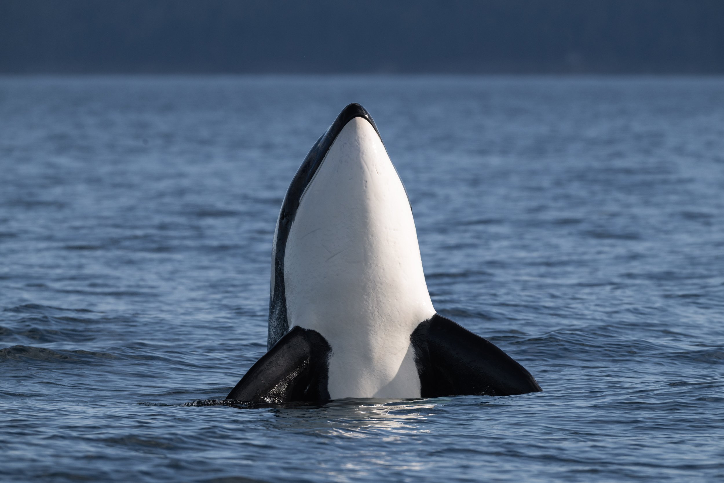 July 28, 2026, 3:30 PM - T030A and T030C continue their travels, with a handful of humpbacks spotted too