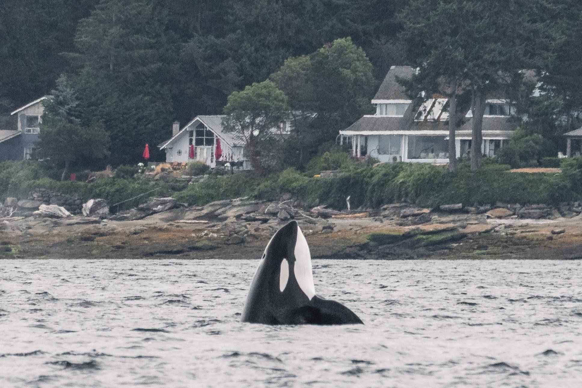 July 27, 2026, 10:30 AM - "Scratch"ing the whale itch with a double species trip
