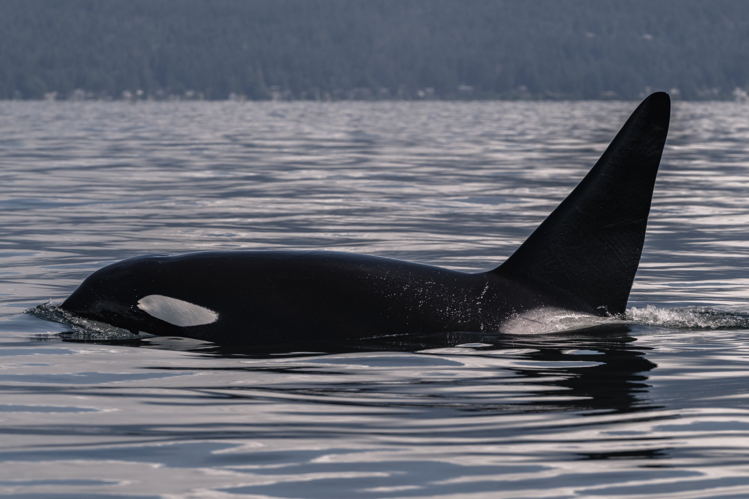 July 29, 2026, 10:30 AM - Double Trouble - 2 Orca Pods and half a dozen Humpbacks!