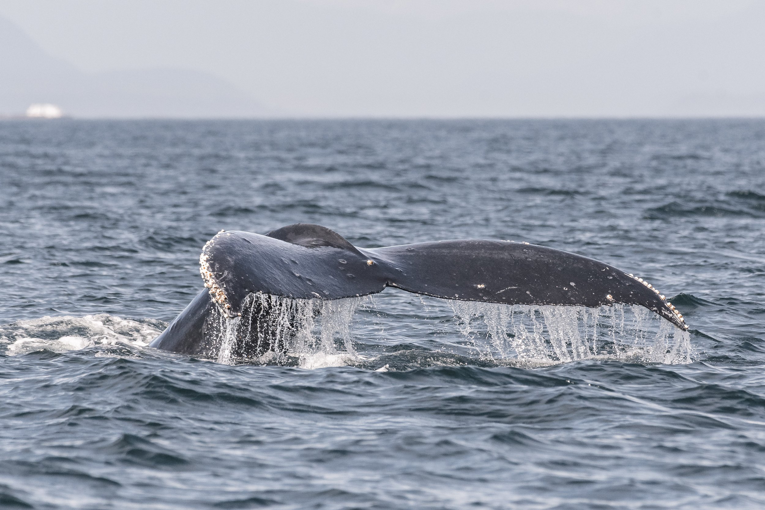 July 30, 2026, 10:30 AM - Humpbacks in the Strait