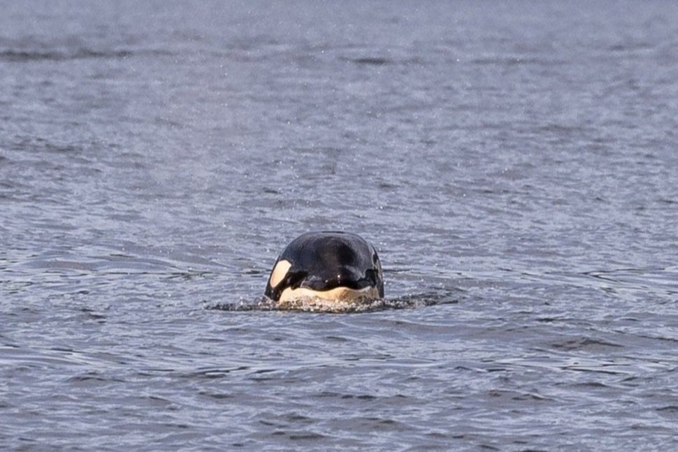 July 30, 2026, 3:30 PM - Bouncing baby orcas and Five Humpbacks throughout the Salish Sea