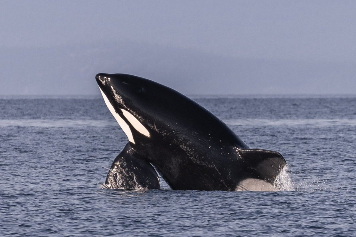 July 31, 2026, 3:30 PM - Humpbacks by Halibut Bank, Orca by the Ballenas Islands