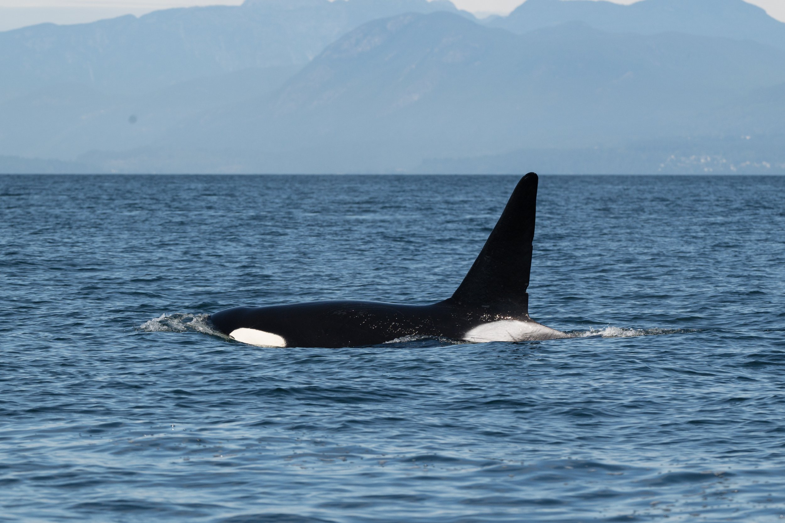 July 31, 2026, 10:30 AM - Two seperate whale encounters for both species!