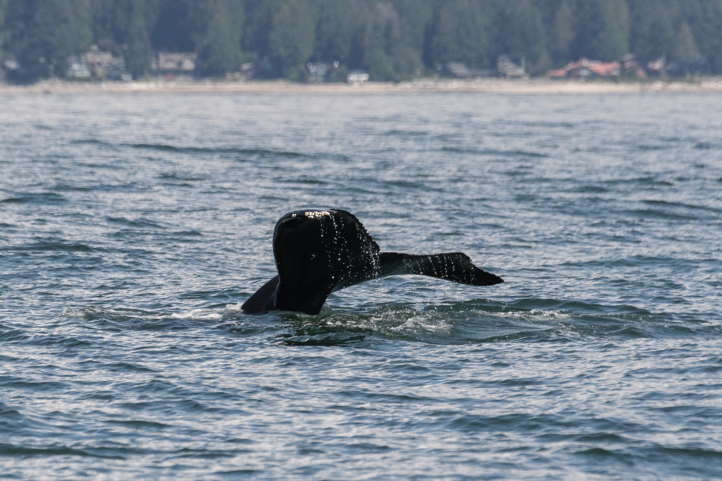 August 1, 2026, 10:30 AM - Two young humpbacks in the Strait of Georgia