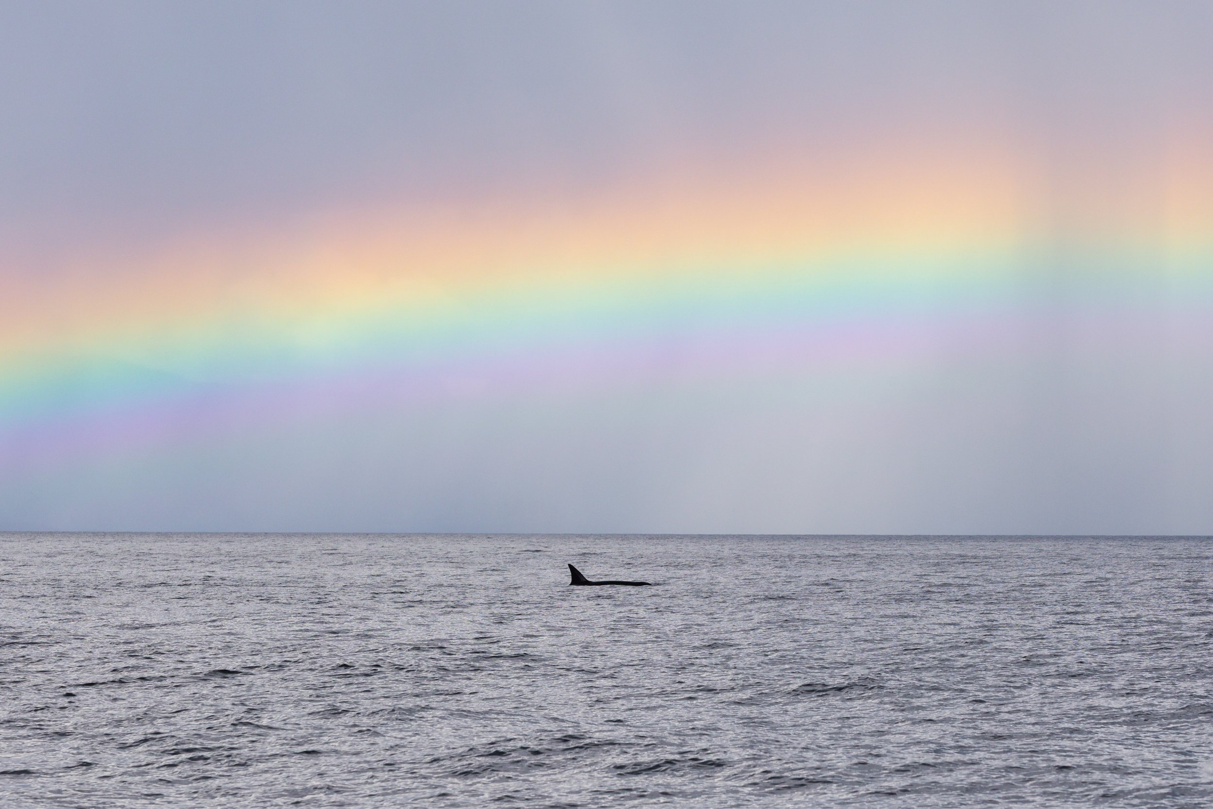 August 1, 2026, 3:30 PM - Rainbows and Orca for the evening