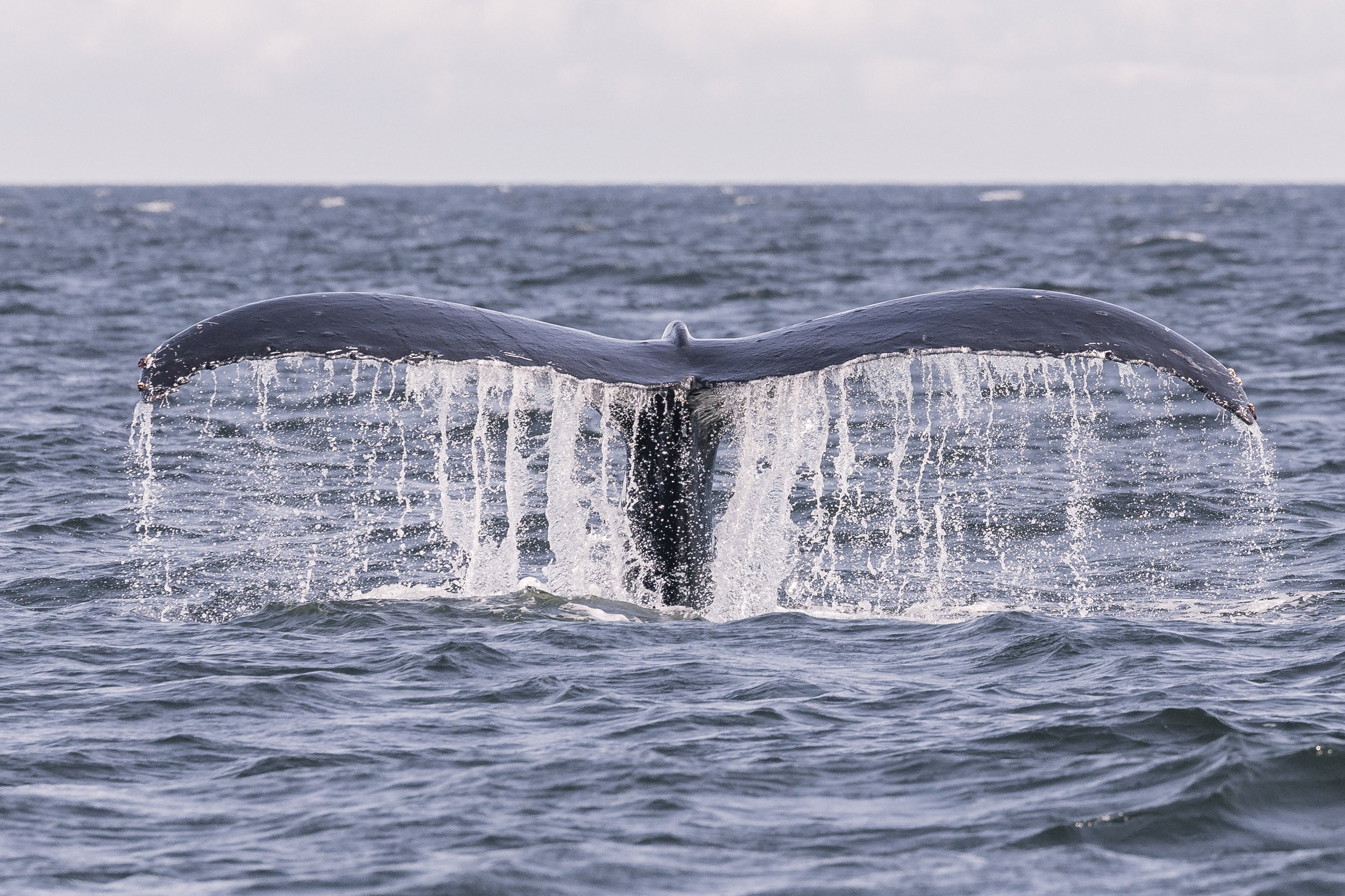 August 2, 2026, 3:30 PM - Happy Humpbacks in the Strait of Georgia