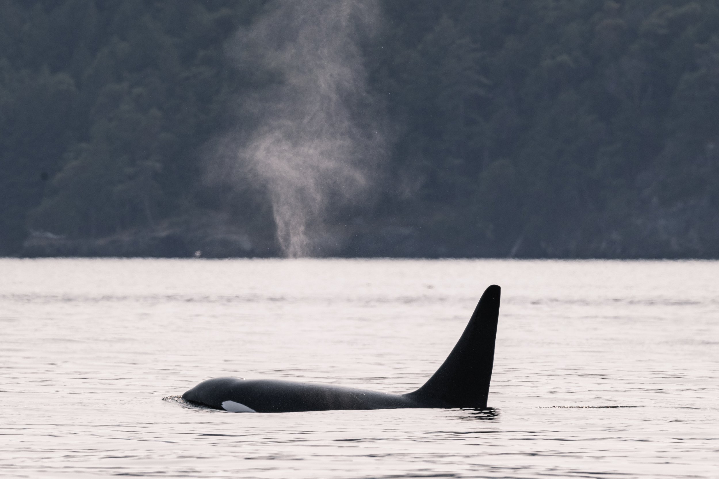 August 4, 2026 - Familiar fins throughout the trip!