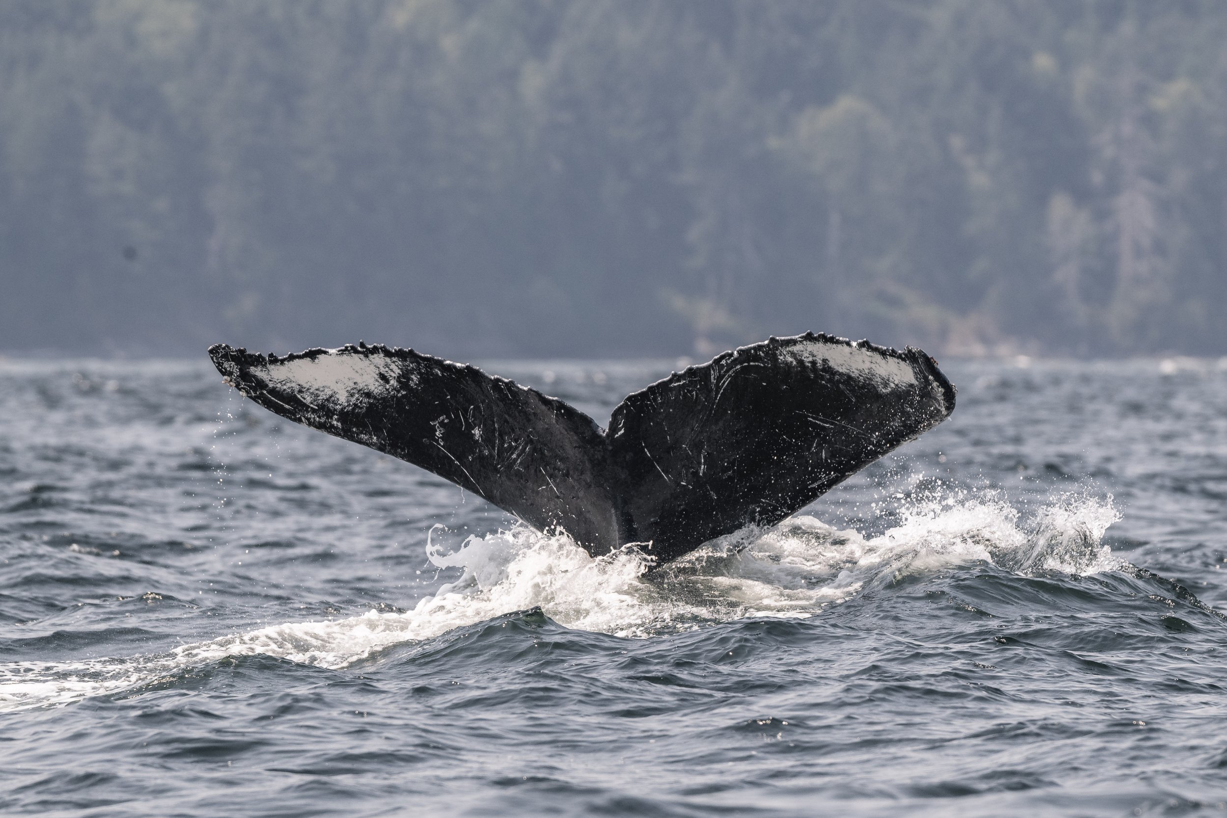 August 5, 2026, 10:30 AM - A bouncy baby humpback is spotted (plus their mother and a companion)