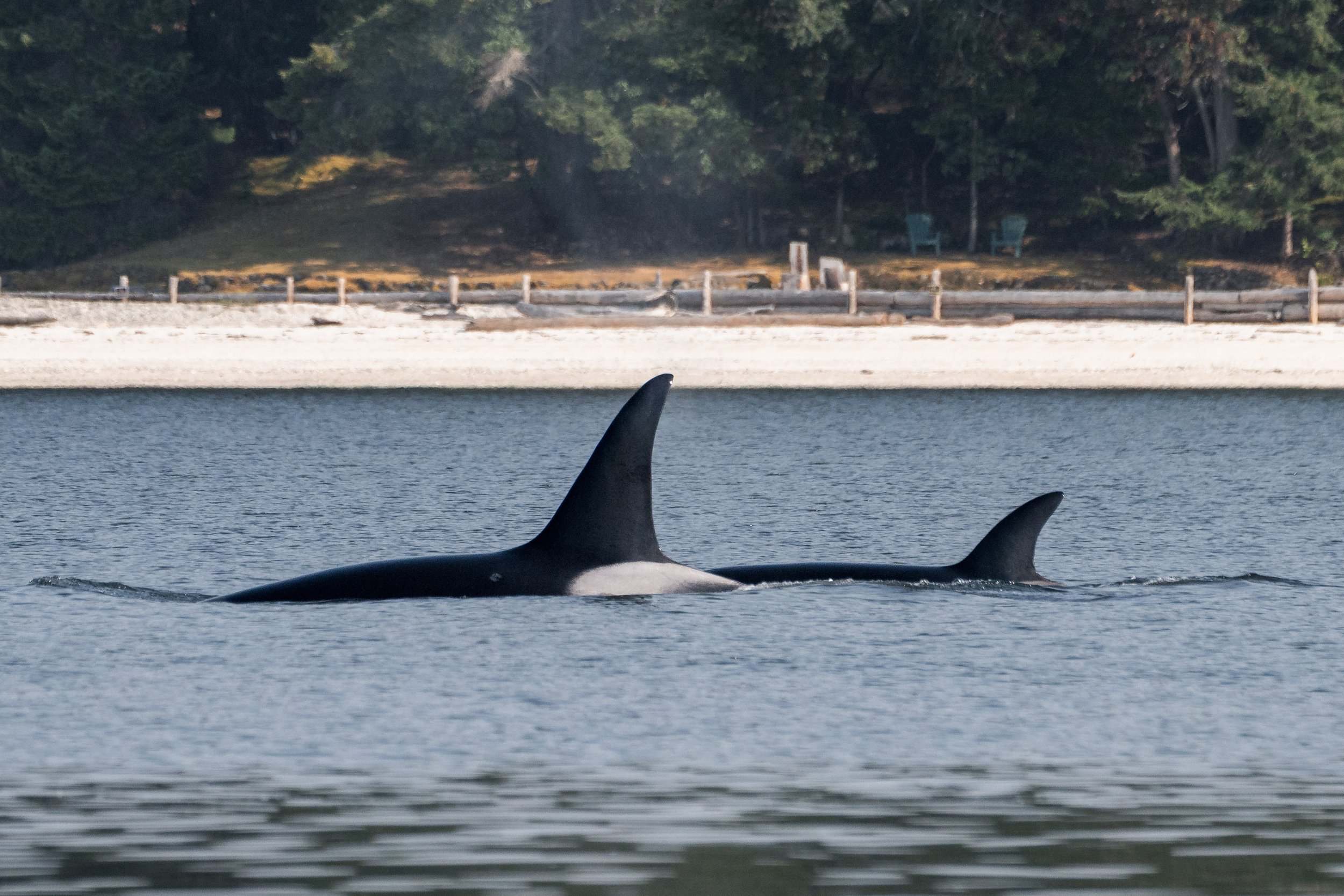 August 5, 2026, 3:30 PM - The T077 siblings in Huston Channel (plus a pair of humpbacks)