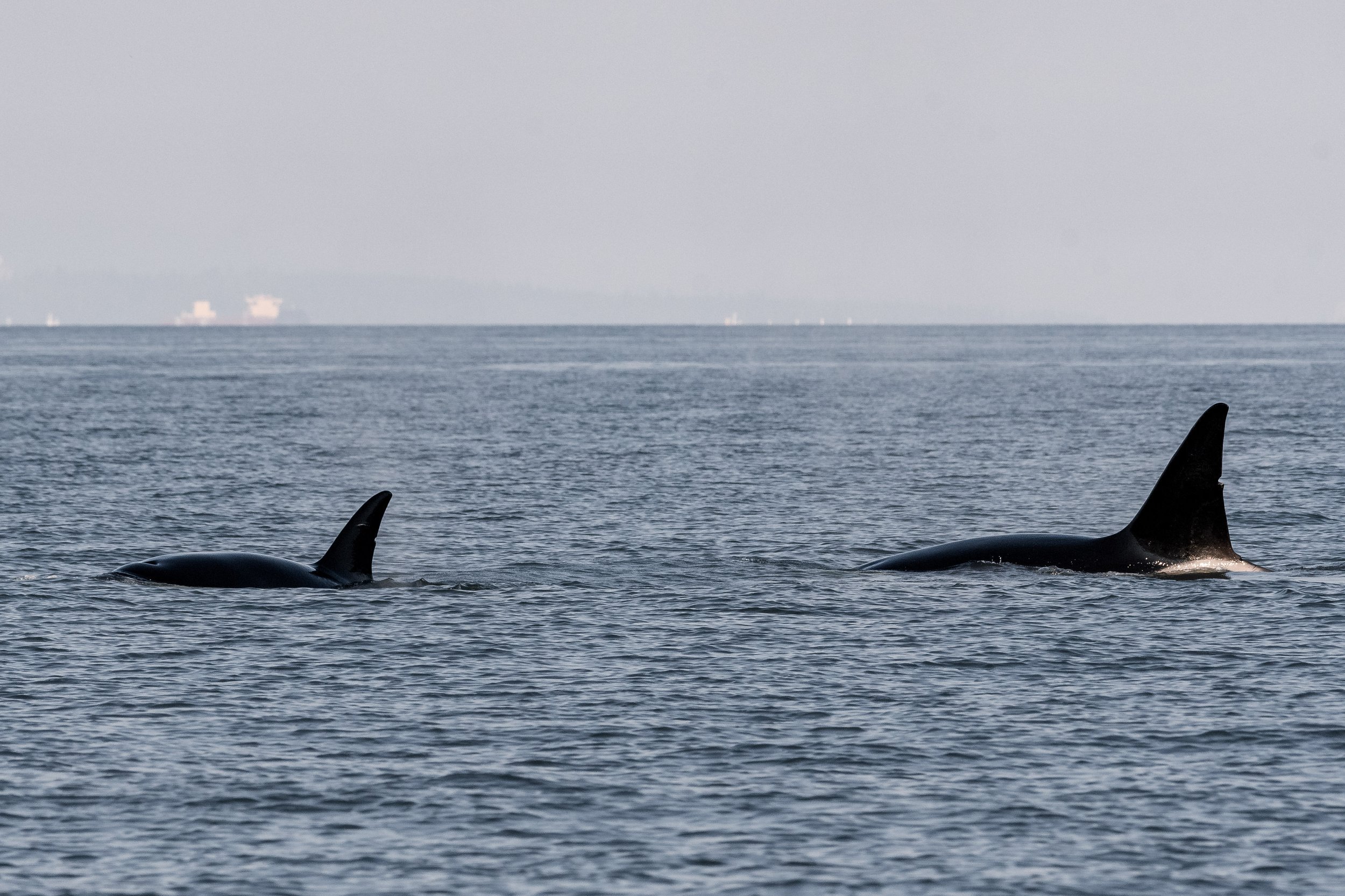 August 6, 2026, 3:30 PM - Oodles of Humpbacks plus the T037As