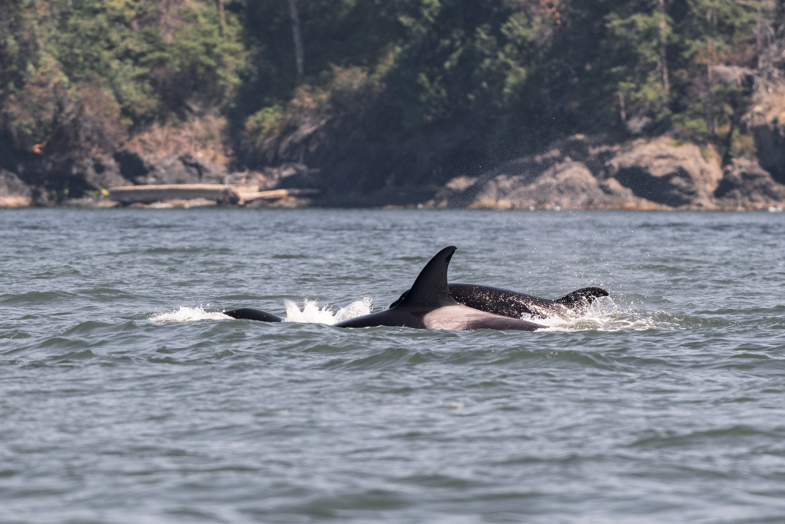 August 7, 2026, 10:30 AM - Double species, double the fun!