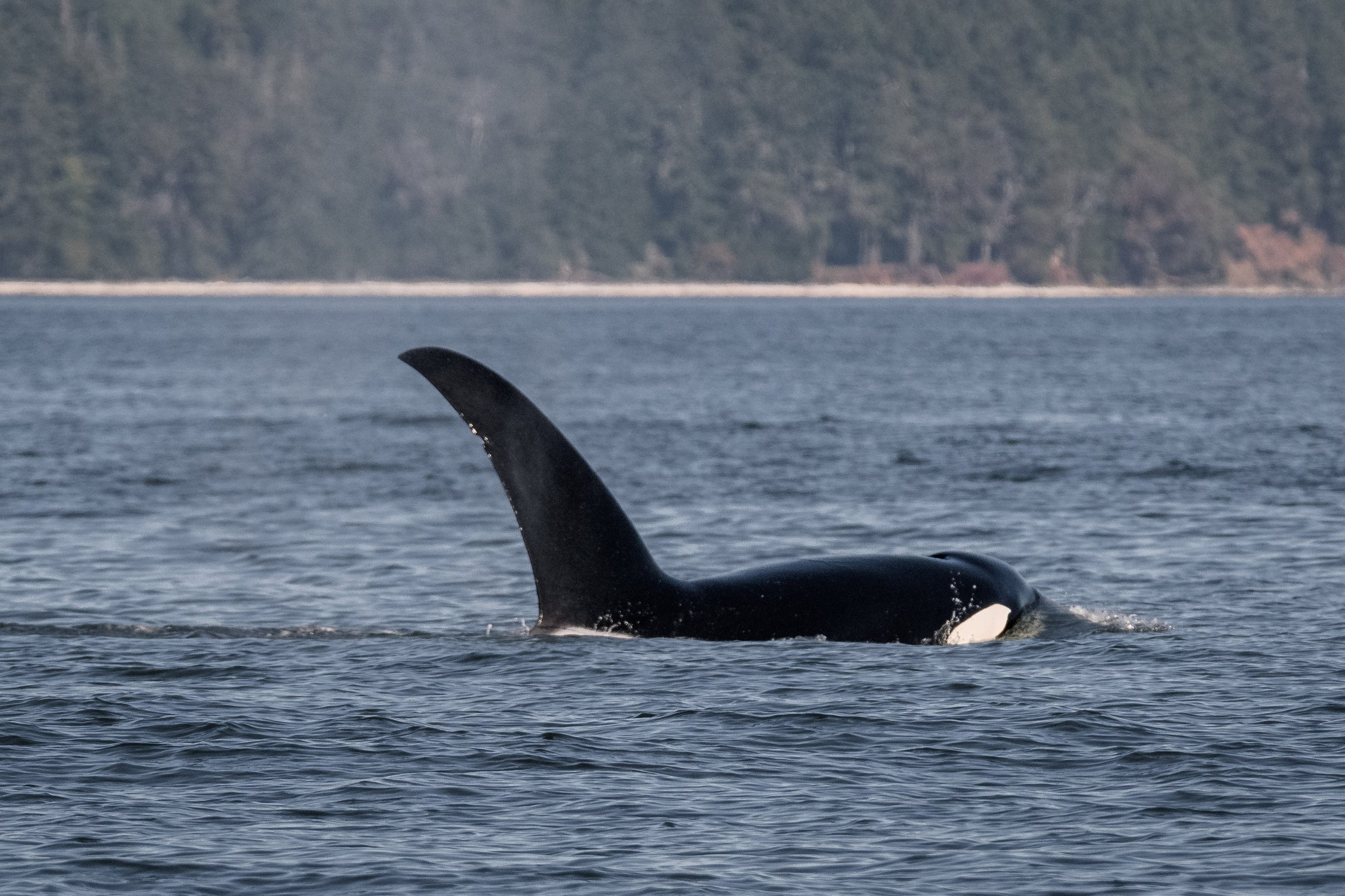 August 7, 2026, 3:30 PM - A family of familiar faces/fins, plus some friendly humpbacks