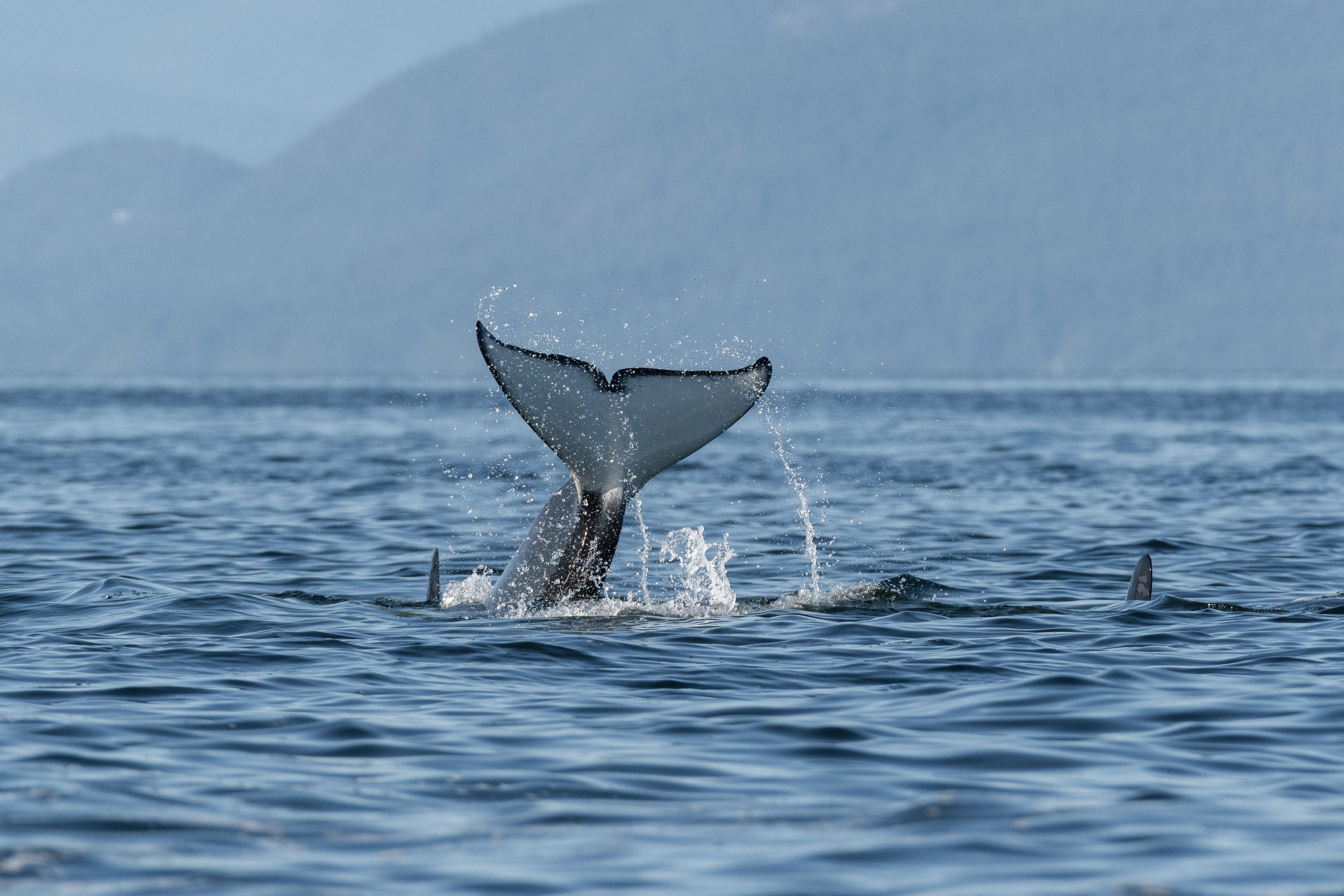 August 8, 2026, 3:30 PM - Patrying with the Transient Orca, plus some humpbacks close by