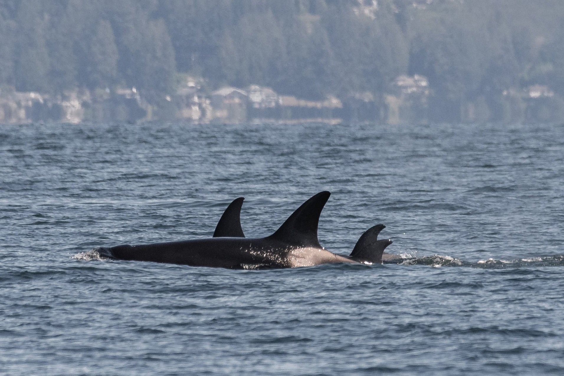 August 8, 2026, 10:30 AM - Frolicking orca and a solo humpback whale