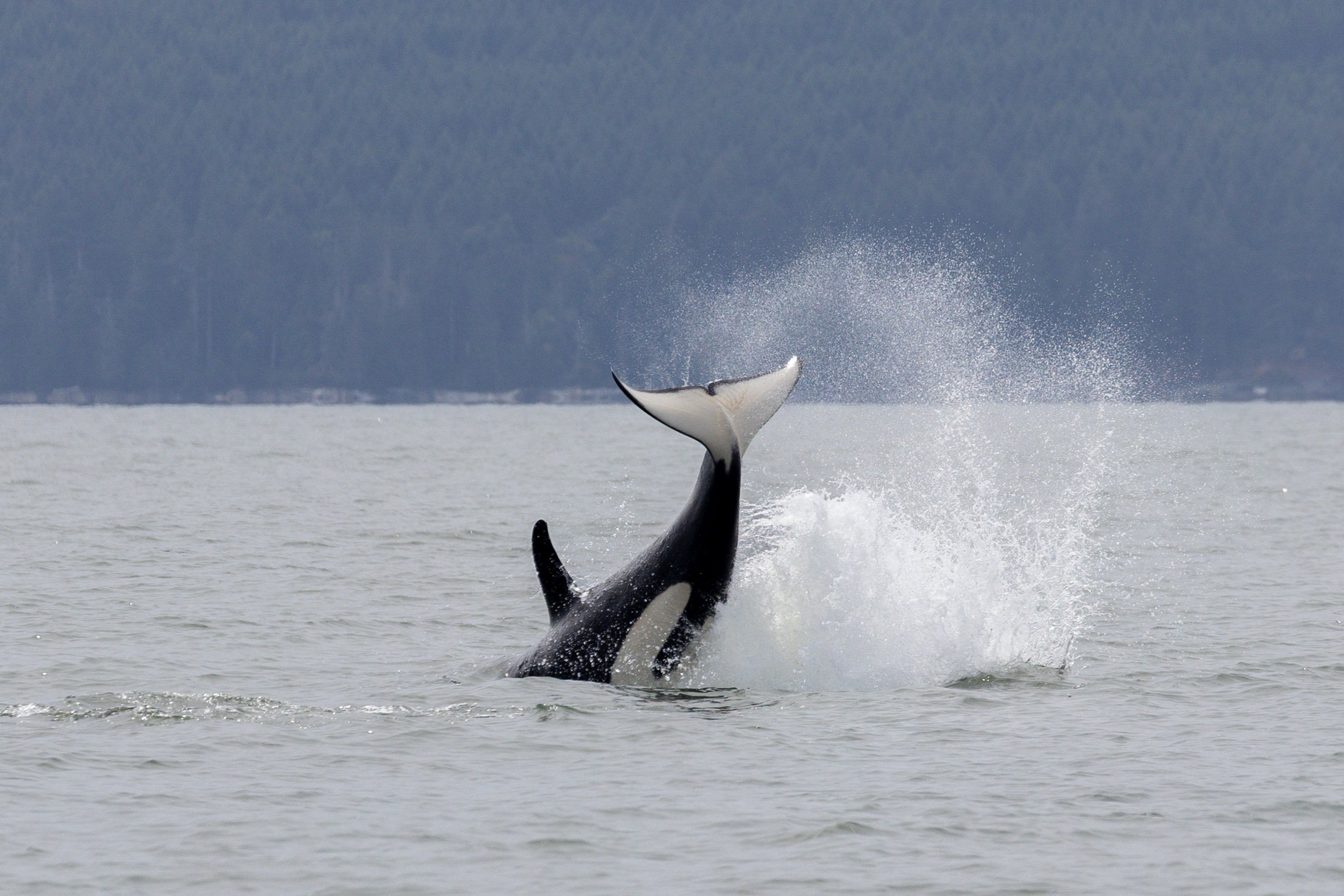 August 9, 2026, 10:30 AM - A Handful of Humpbacks plus the T065As travelling with the T077s