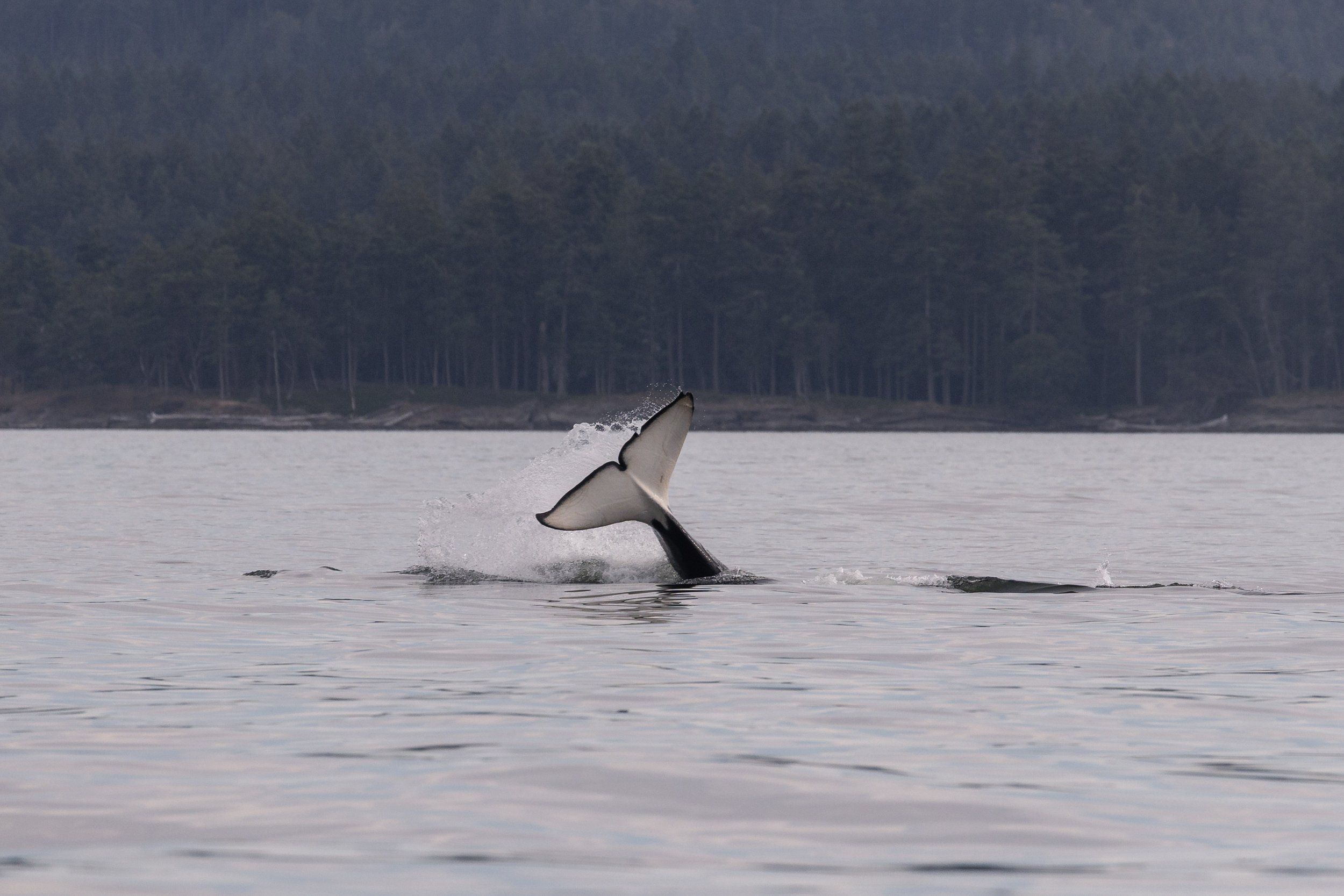 August 9, 2026, 3:30 PM - Humpback Soup plus the T065As and T077s 