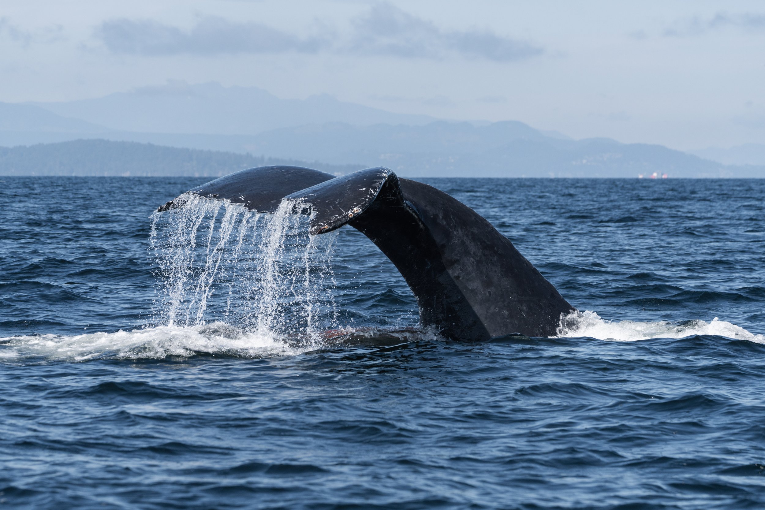 August 10, 2026, 10:30 AM - A morning spent with Humpbacks in the Strait