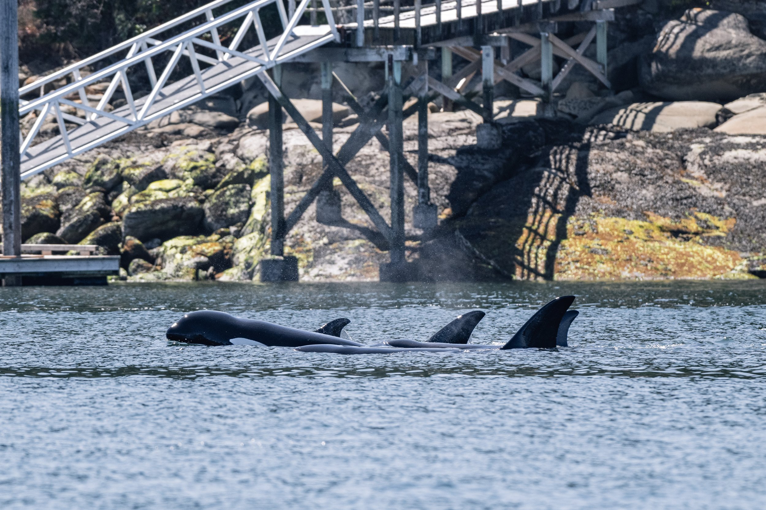August 11, 2026, 10:30 AM - Humpbacks for all, then the T049As traverse Galiano Island's shoreline