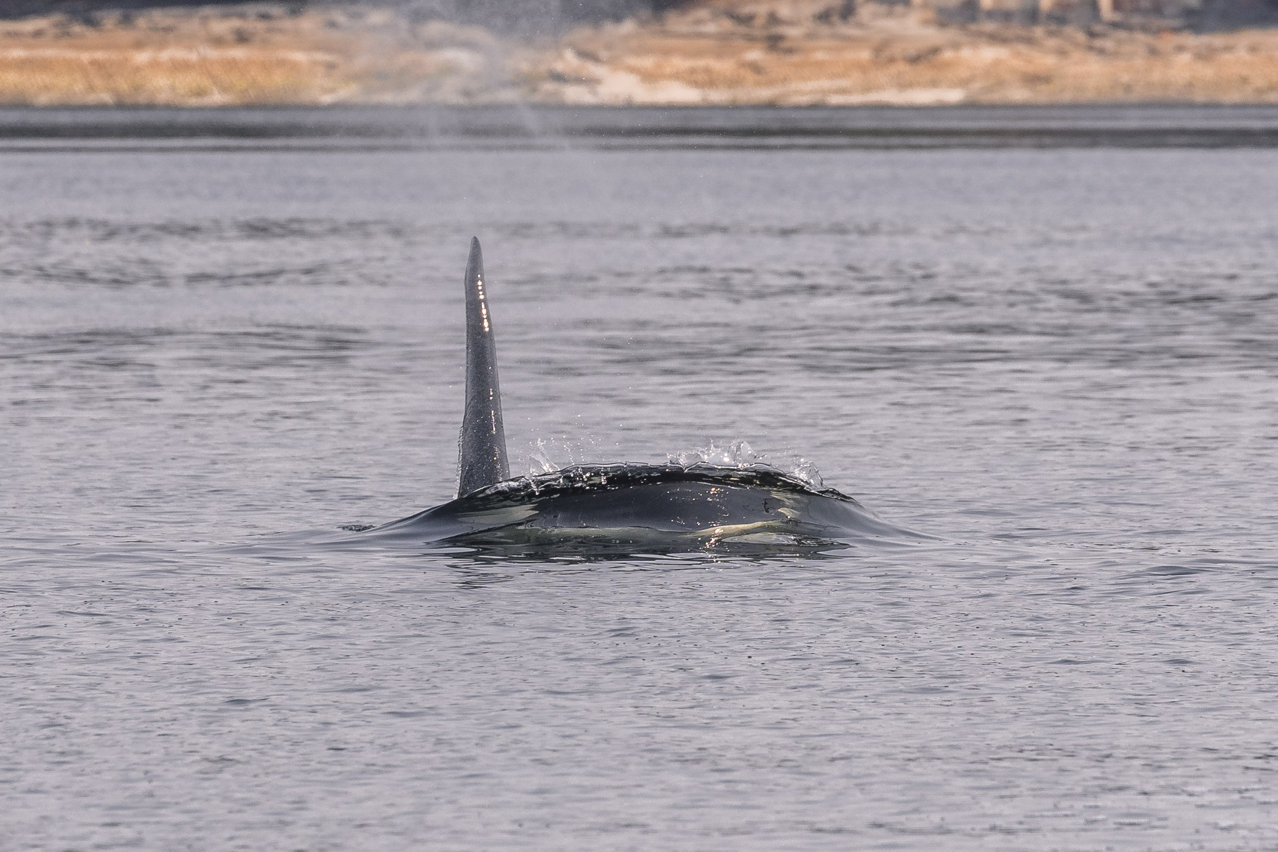 August 12, 2026, 10:30 AM - A surprise encounter with some uncommonly spotted orca