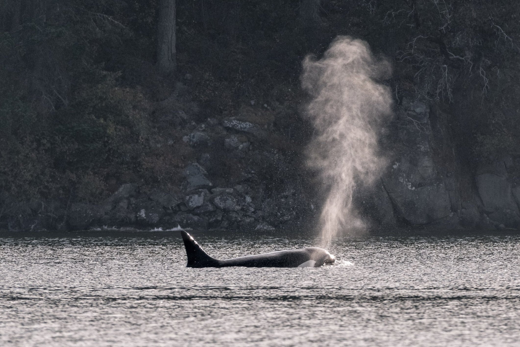 August 11, 2026, 3:30 PM - Whales all over the place!