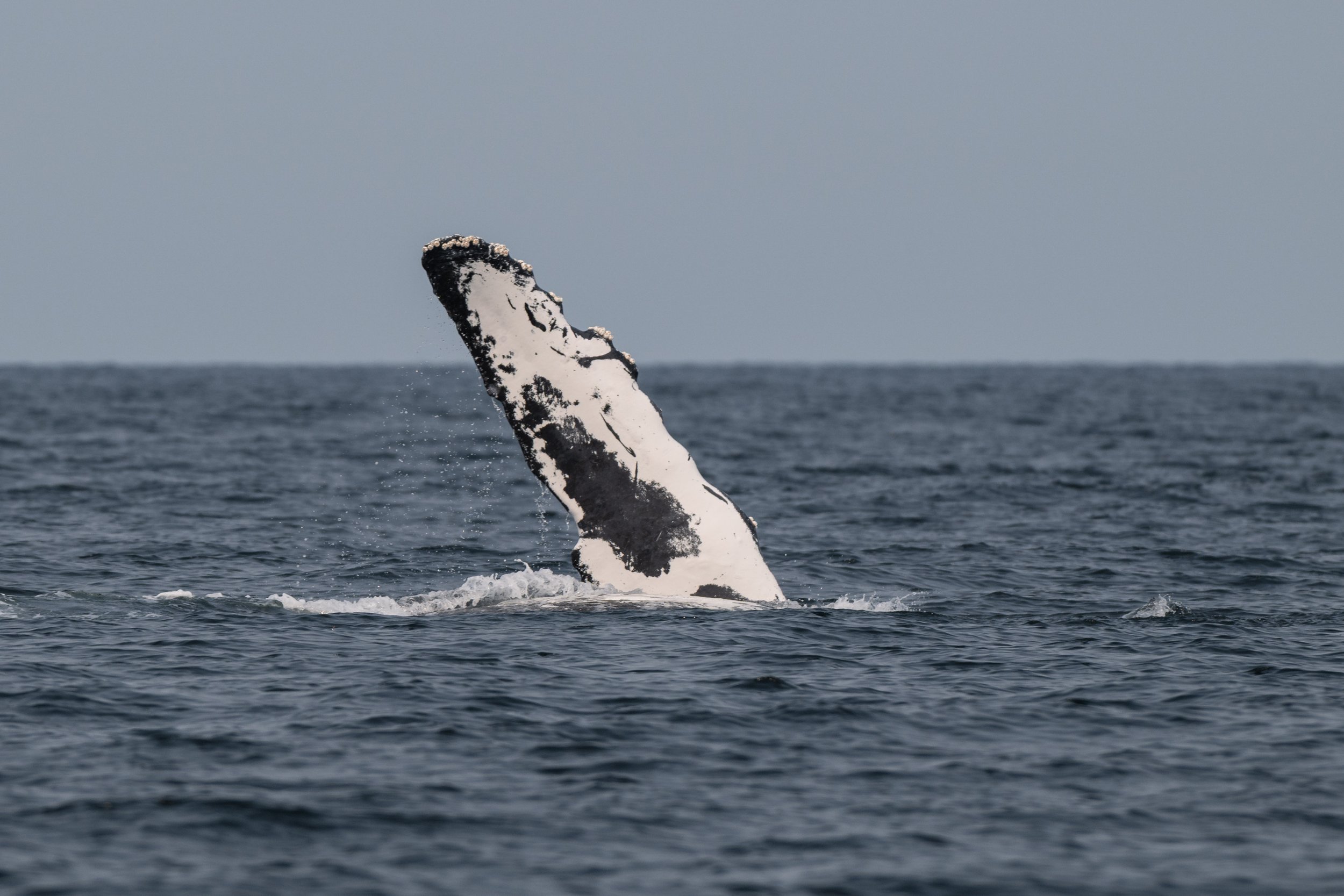 Aug 13, 2026, 10:30 AM - Happy Humpbacks in the Strait of Georgia