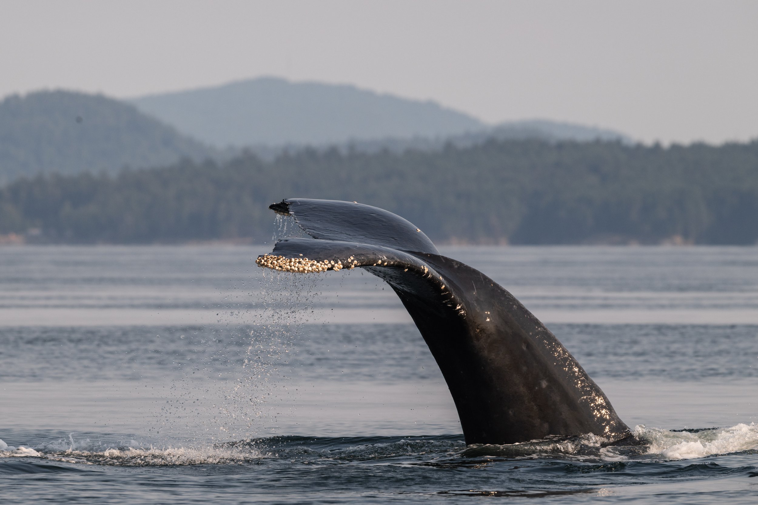 Aug 13, 2026, 3:30 PM - A humpback party off of Galiano Island