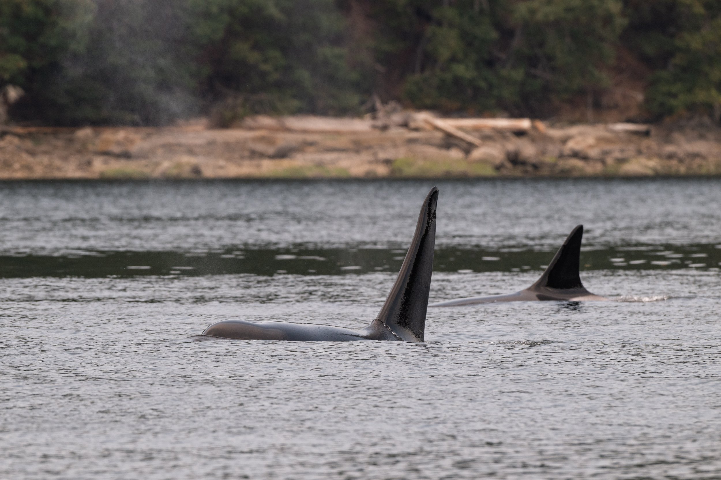 August 14, 2026, 3:30 PM - Seeing the T101s, plus a bowl of Humpback Soup