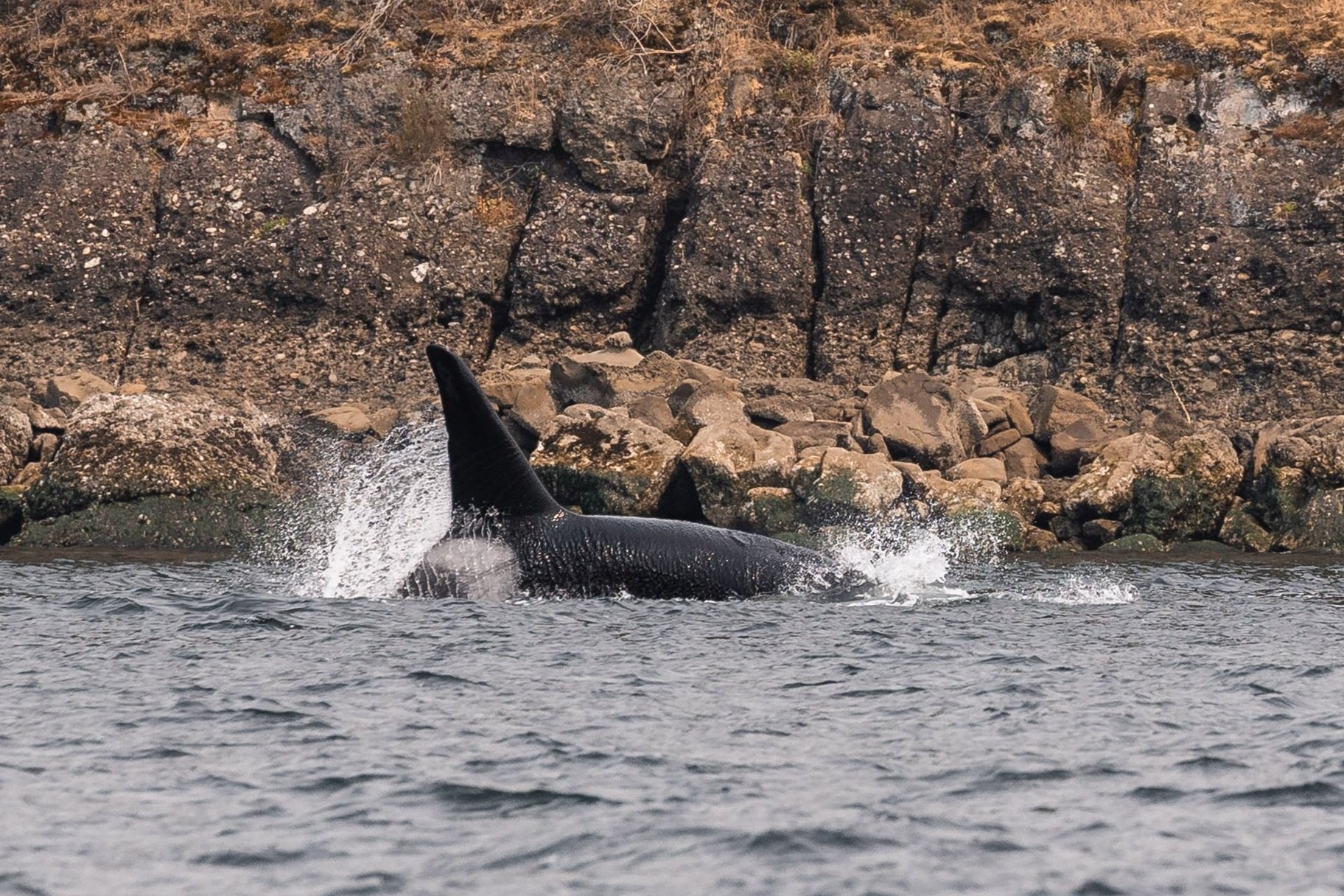 August 15, 2026, 10:30 AM - Feeding humpbacks and a trio of Orca