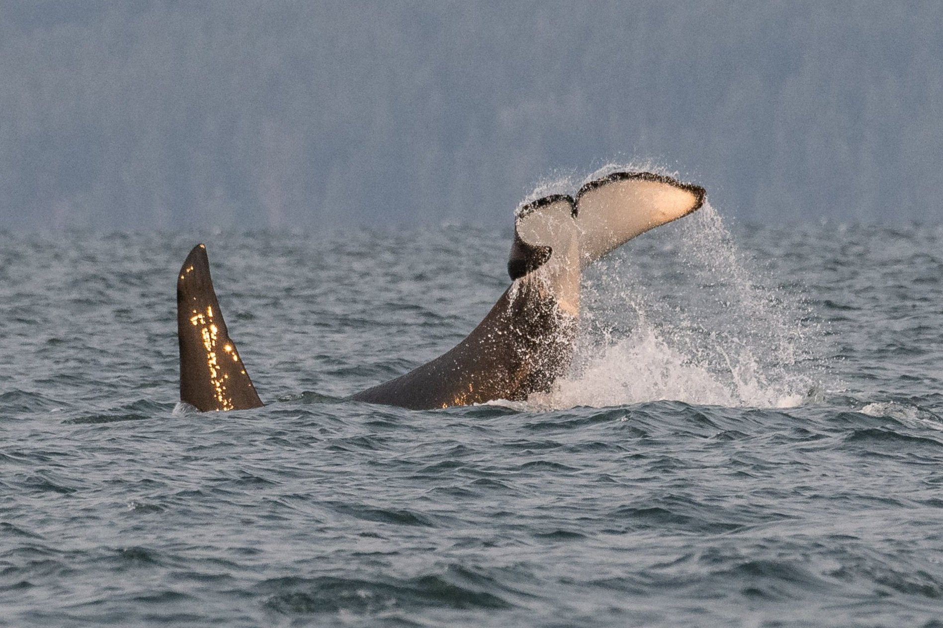August 15, 2026, 3:30 PM - Two best (humpback) friends and a handful of orca too