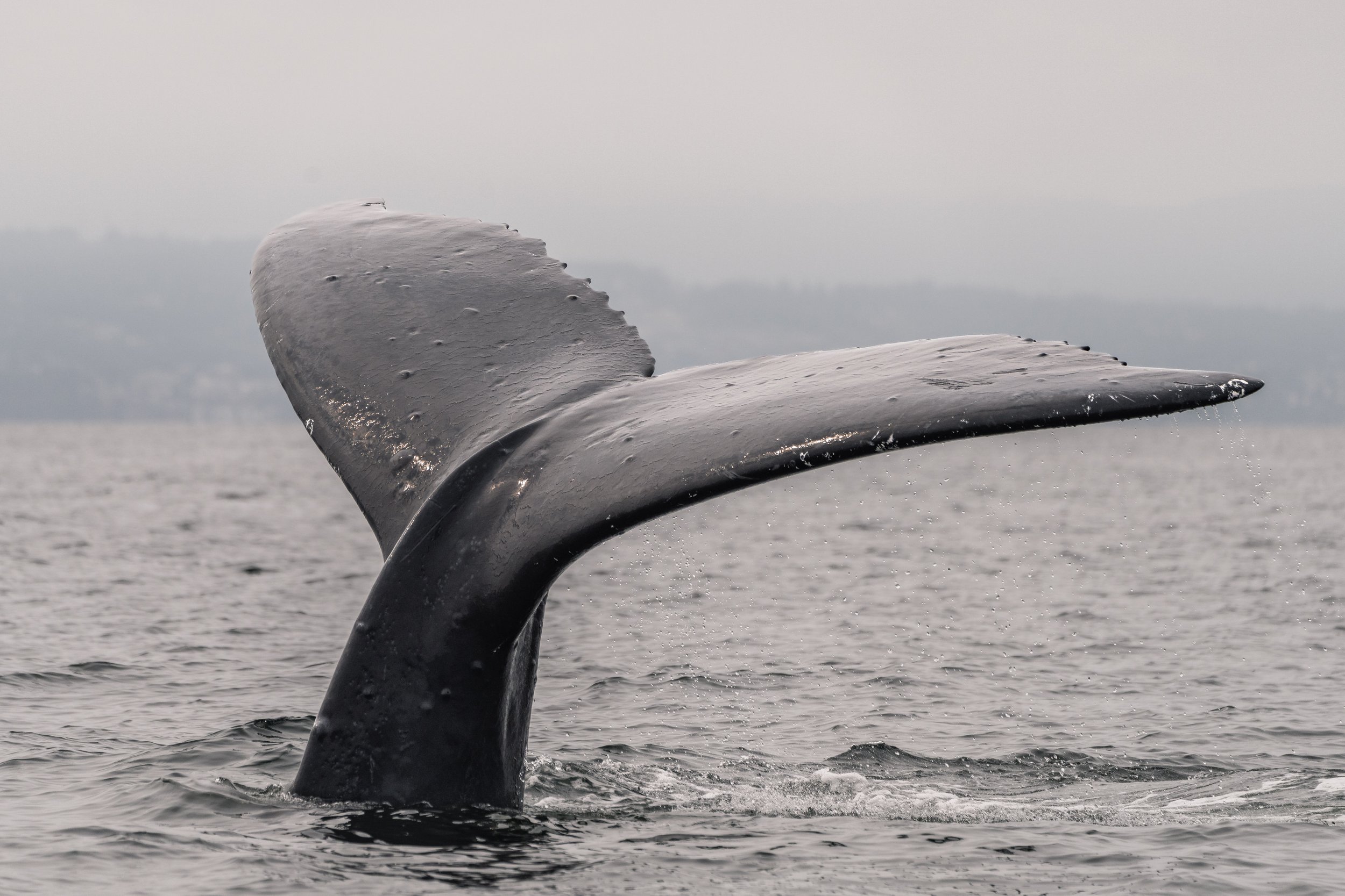 August 16, 2026, 10:30 AM - Associating with the gentle giants of the Salish Sea