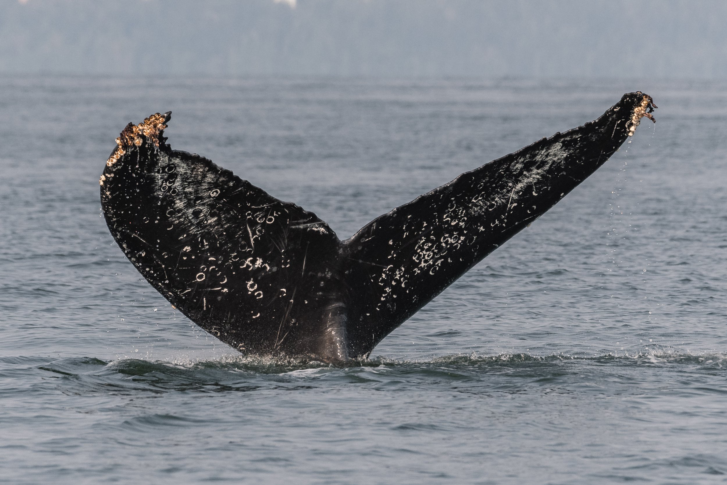 August 16, 2026, 3:30 PM - Humpbacks for all, and the T101s are spotted too