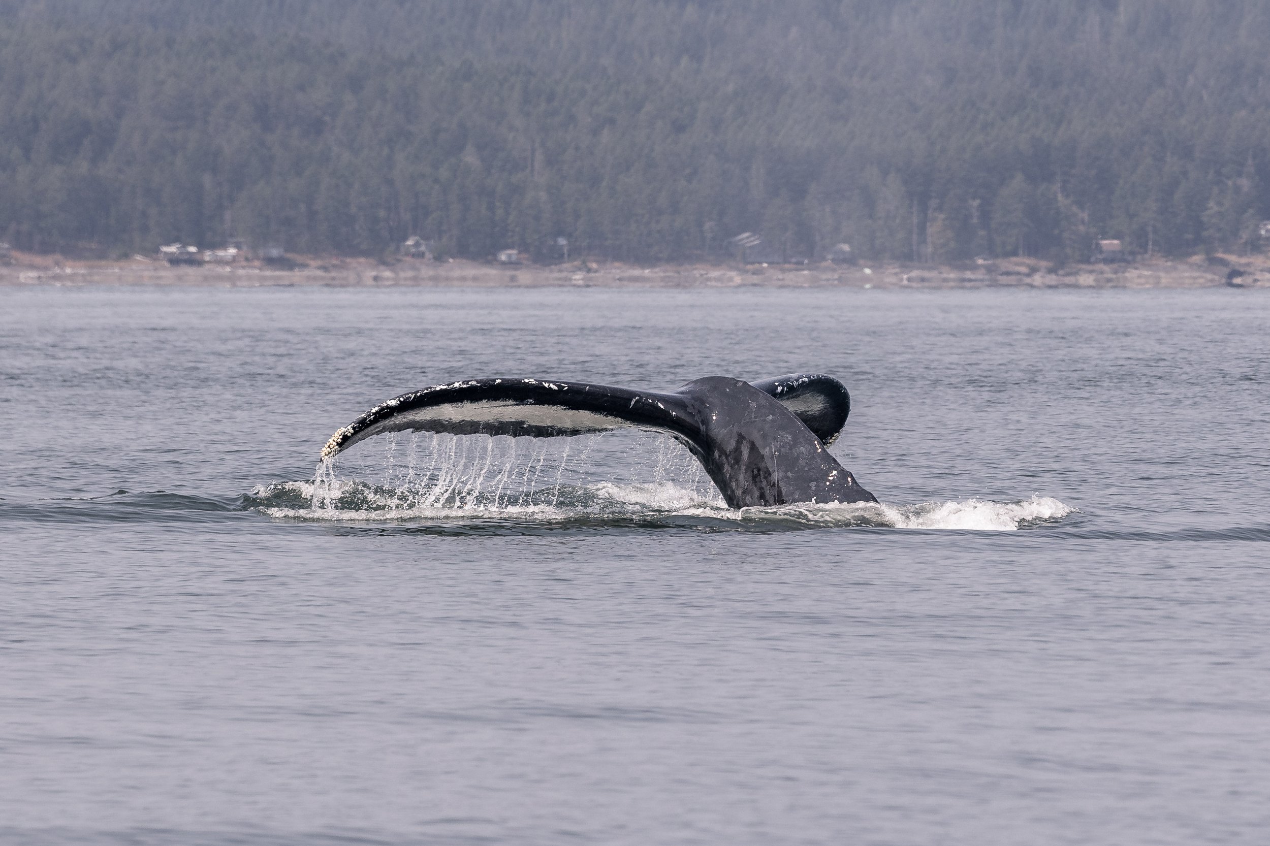August 17, 2026, 10:30 AM - Humpbacks from all “walks” of life