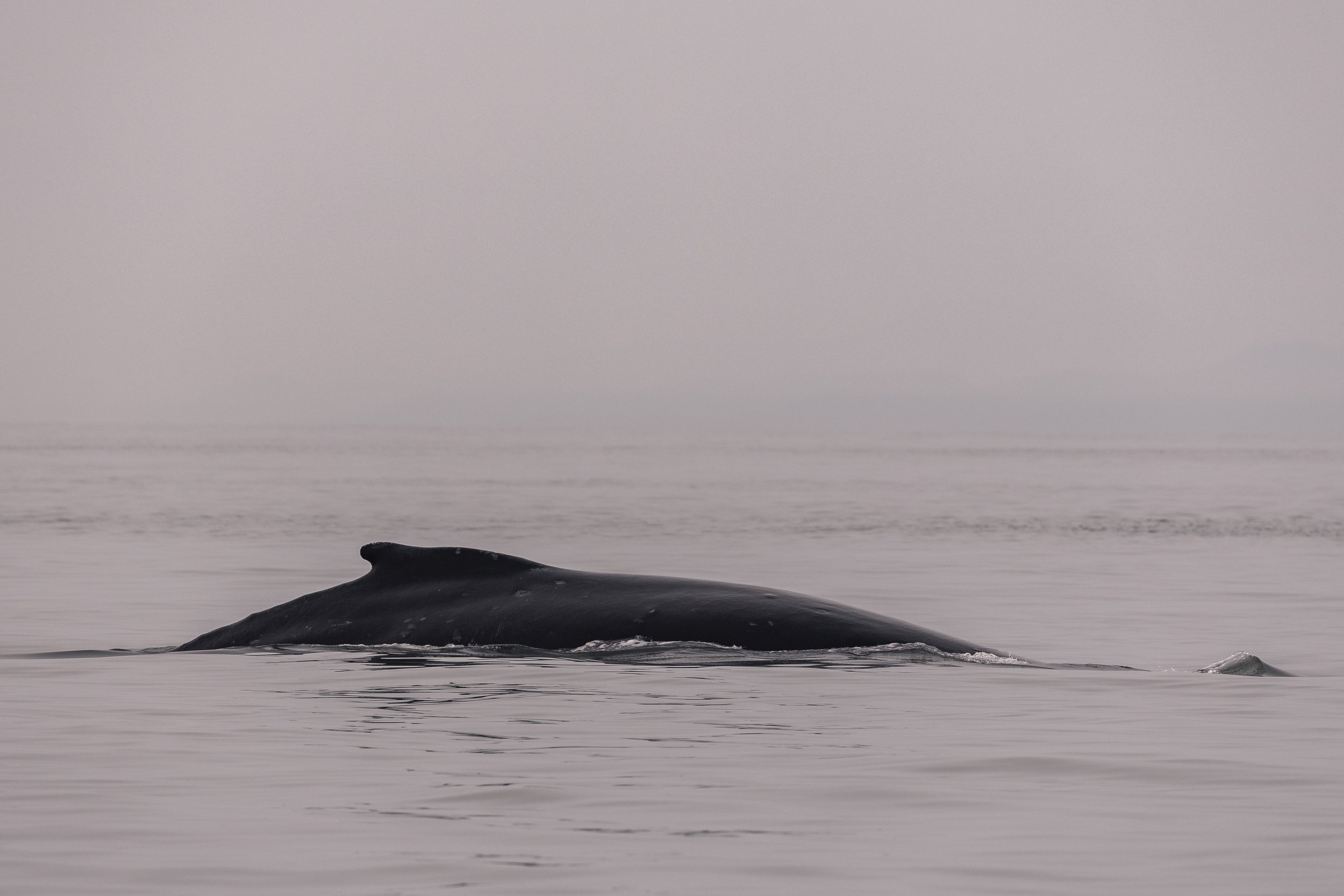 August 17, 2026, 3:30 PM - A beautiful afternoon with the gentle giants