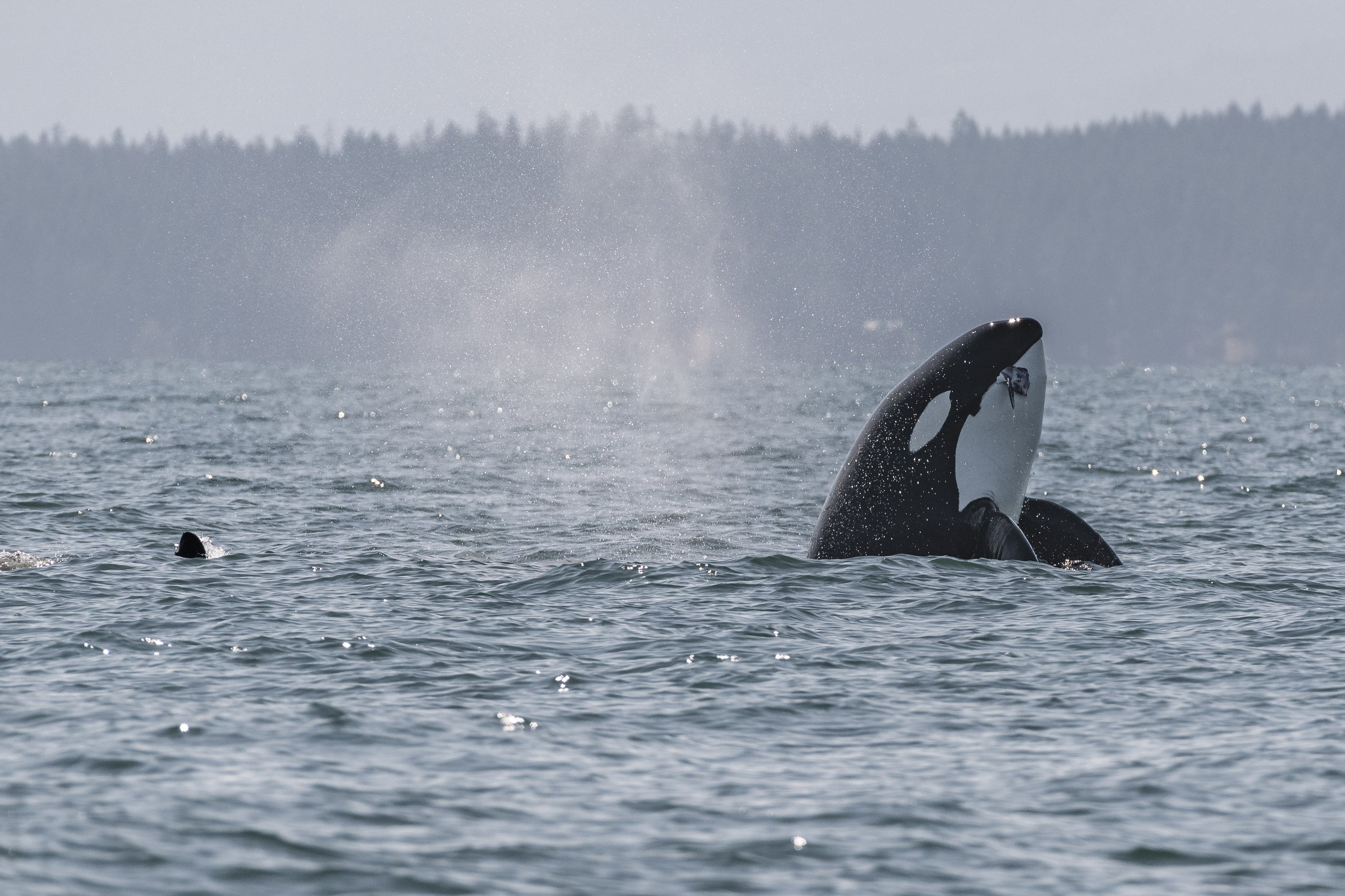 August 18, 2026, 10:30 AM - Lunchtime with the T060 brothers, plus 7 humpbacks too