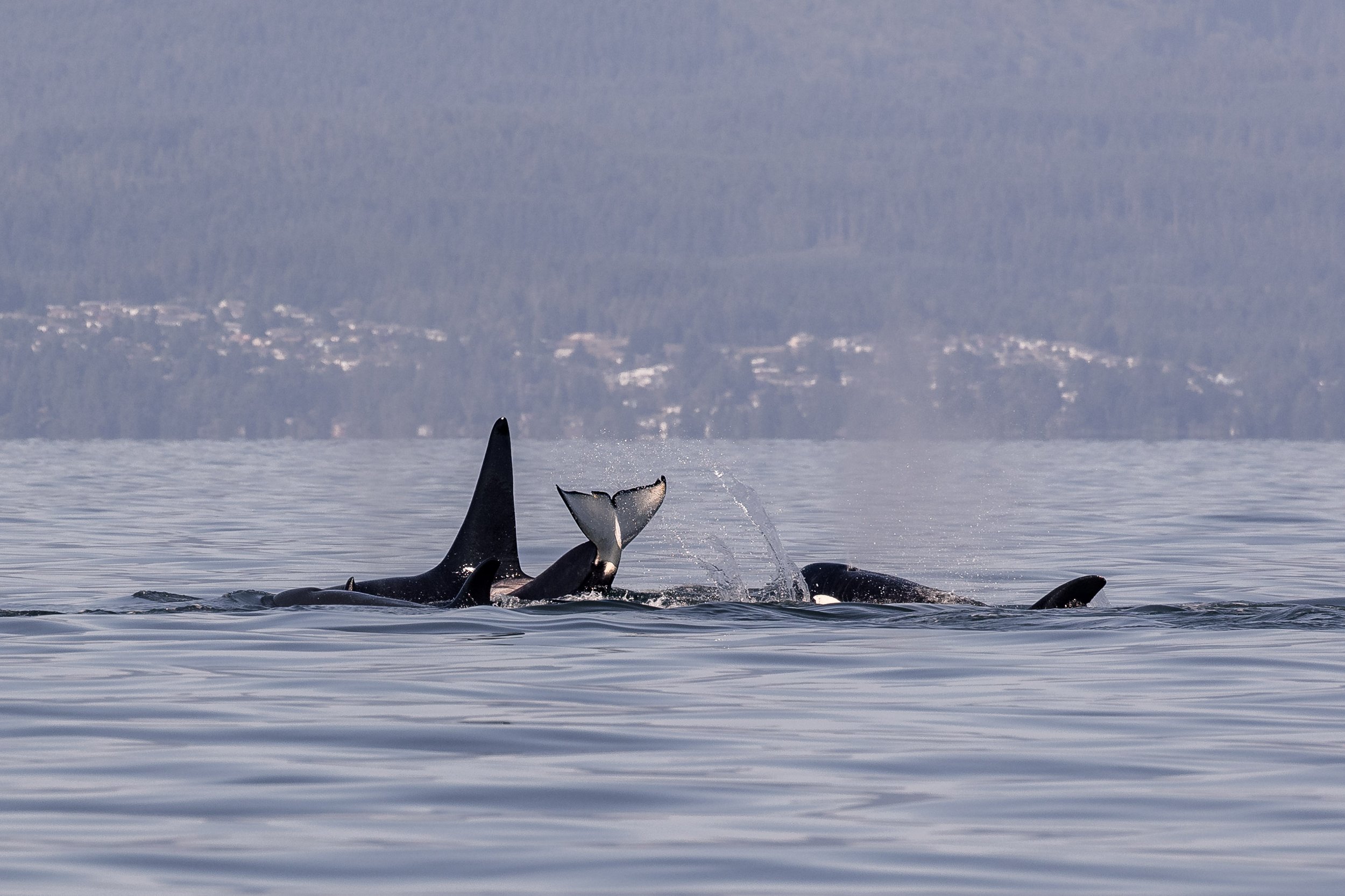 August 18, 3:30 PM - "T"-party time with the Transient orca (and some humpbacks as well)
