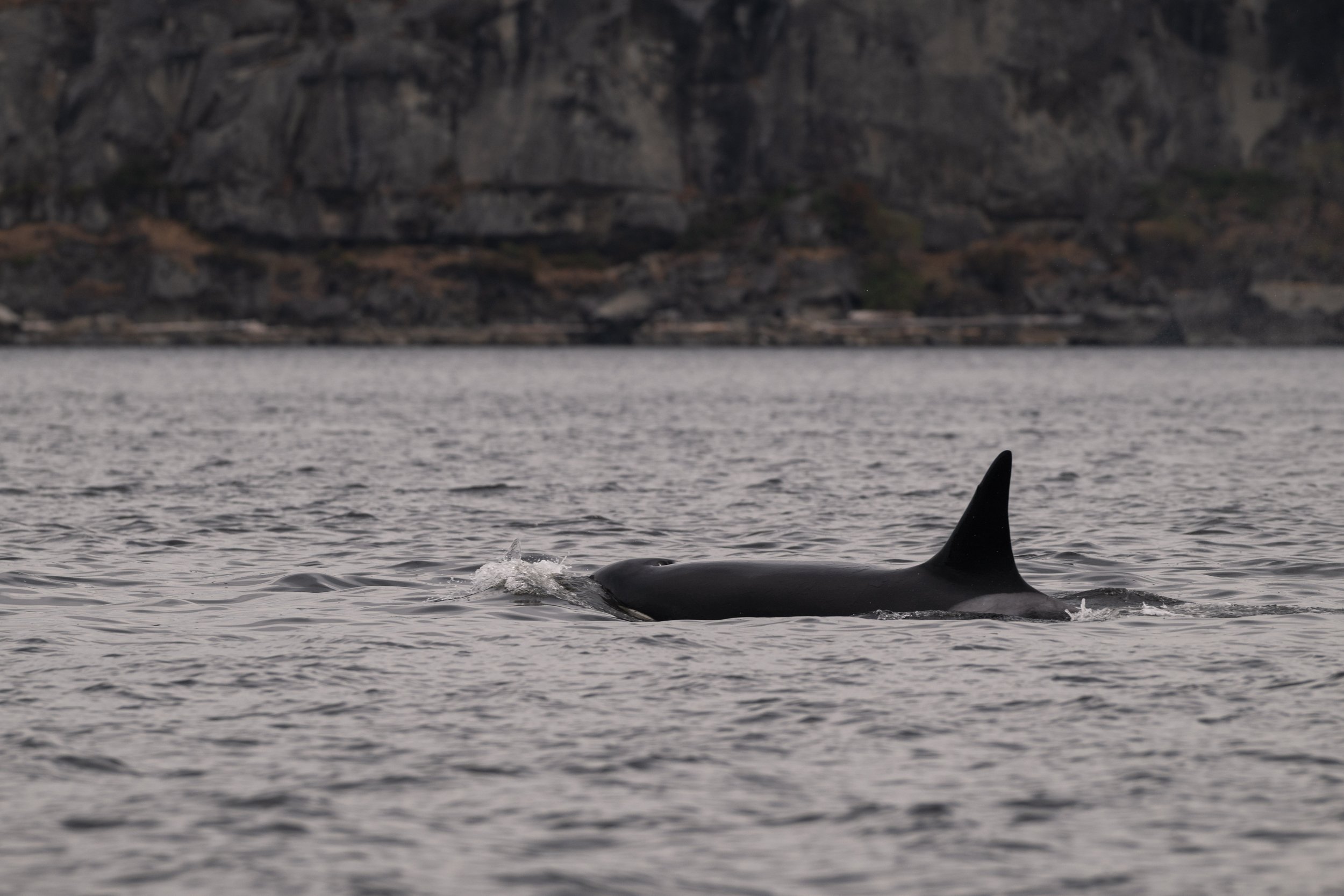August 19, 2026, 10:30 AM - Three different encounters within 15 minutes of Nanaimo!
