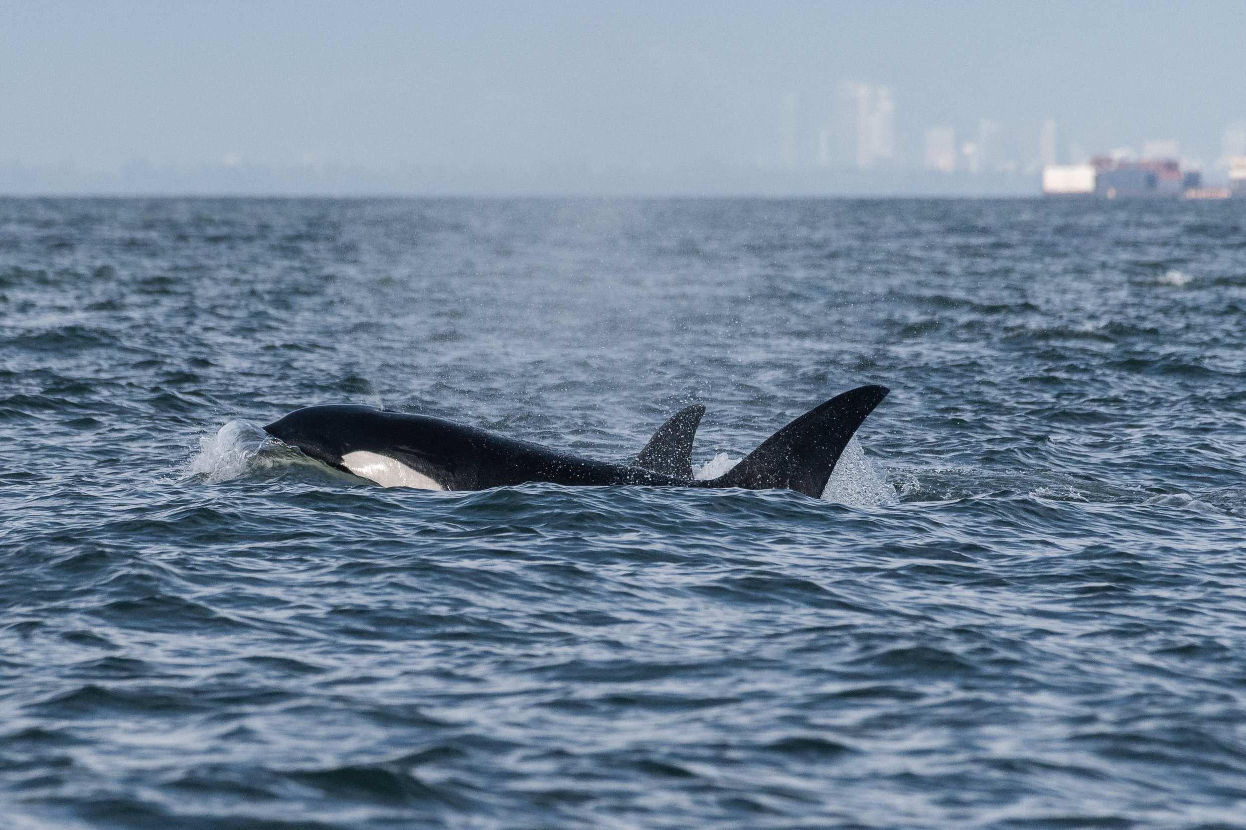 August 19, 2026, 3:30 PM - Whales spotted throughout the Strait