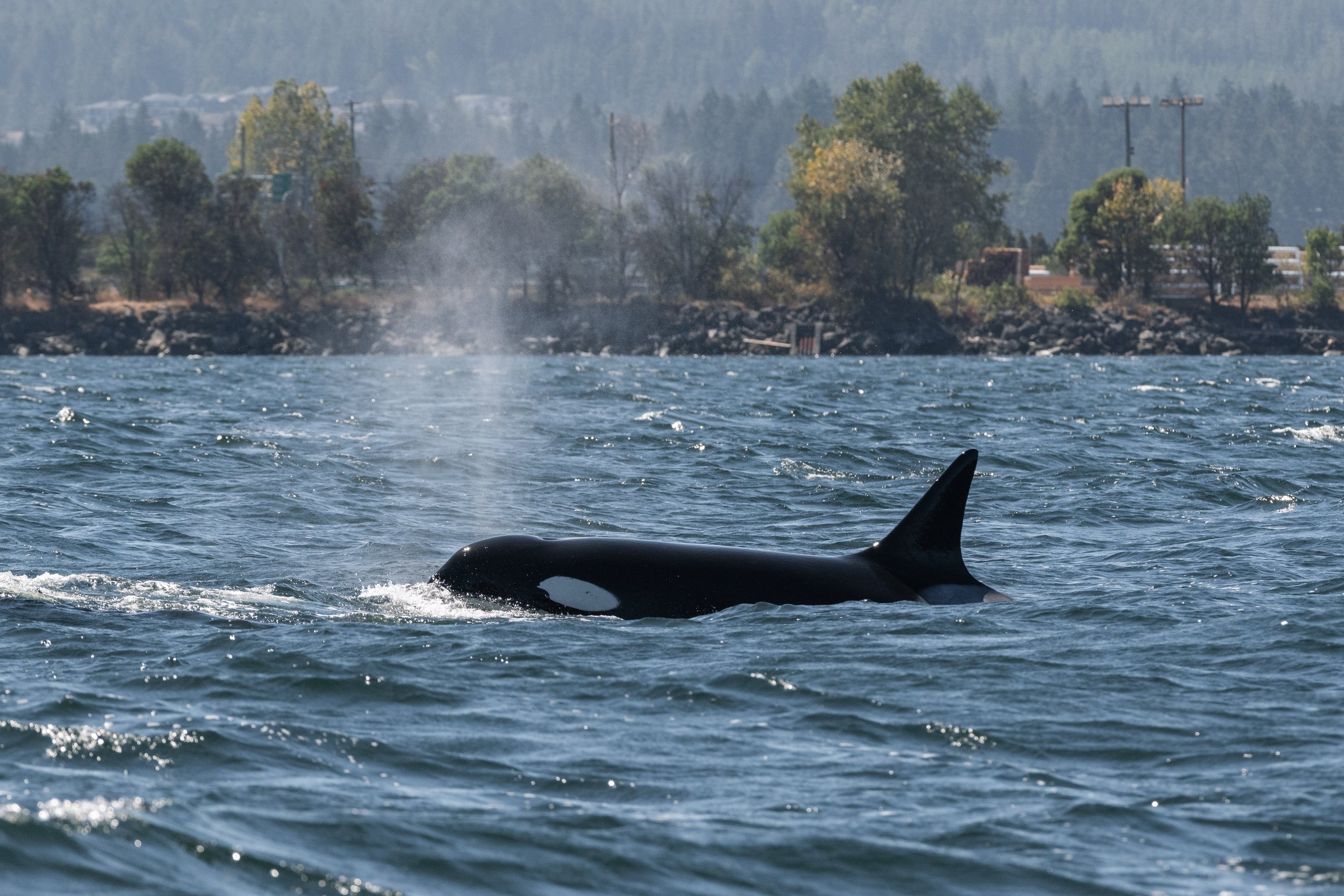 August 20, 2026, 10:30 AM - The T101s in Dodd Narrows